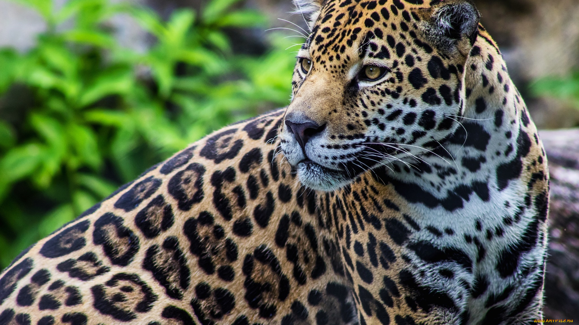 животные, Ягуары, хищник, пятна