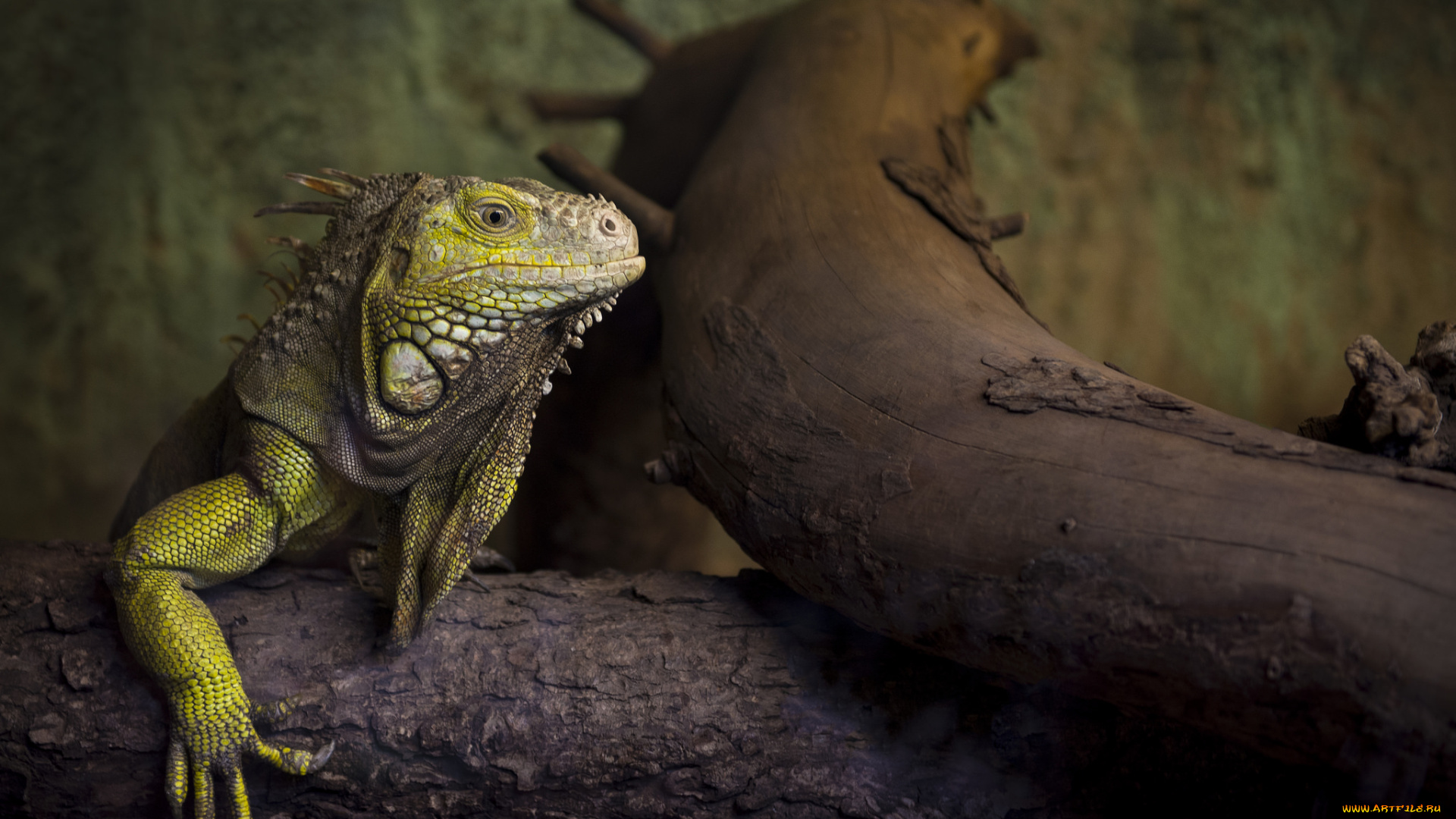 животные, Ящерицы, , игуаны, , вараны, игуана