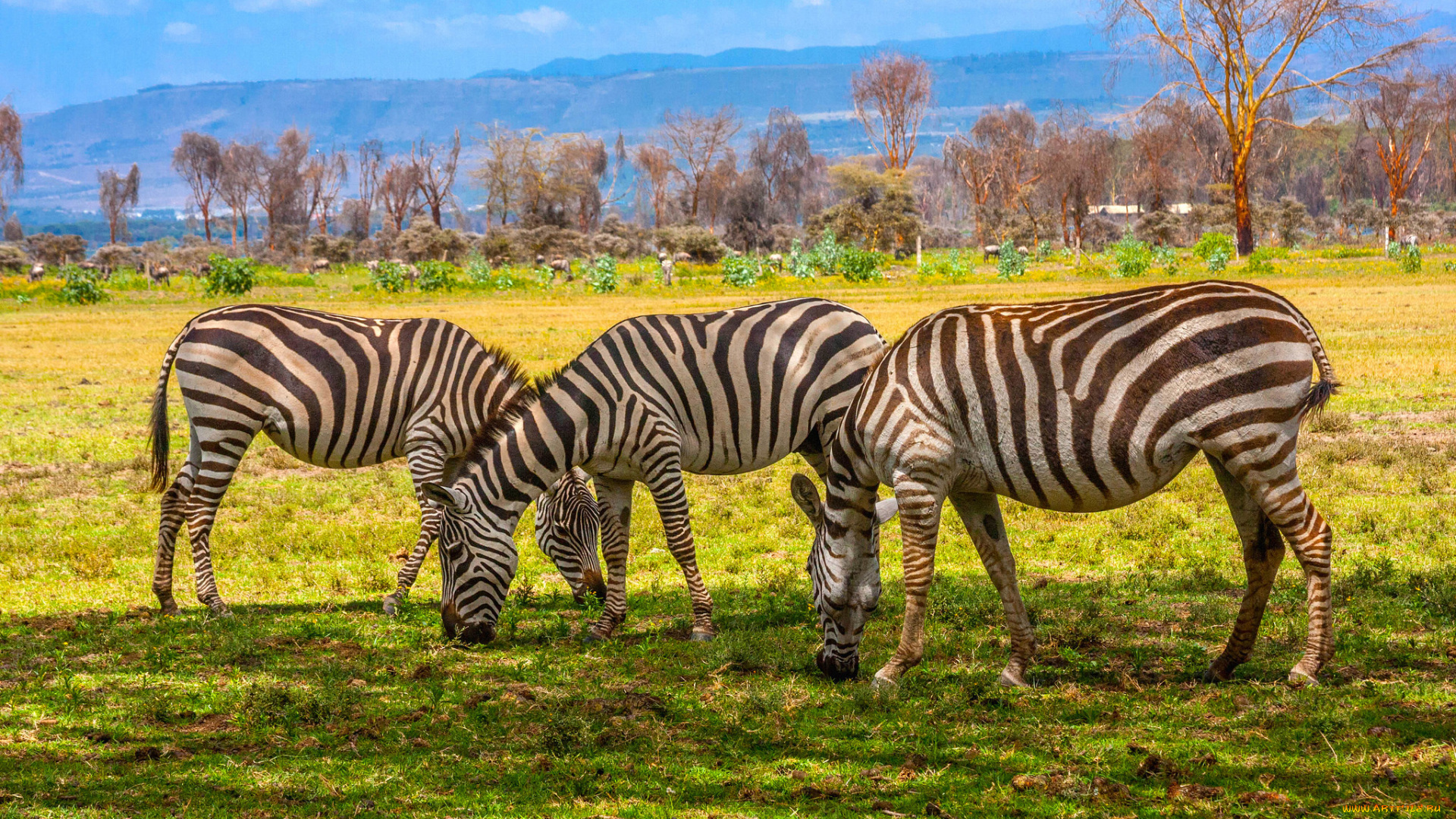животные, зебры, саванна