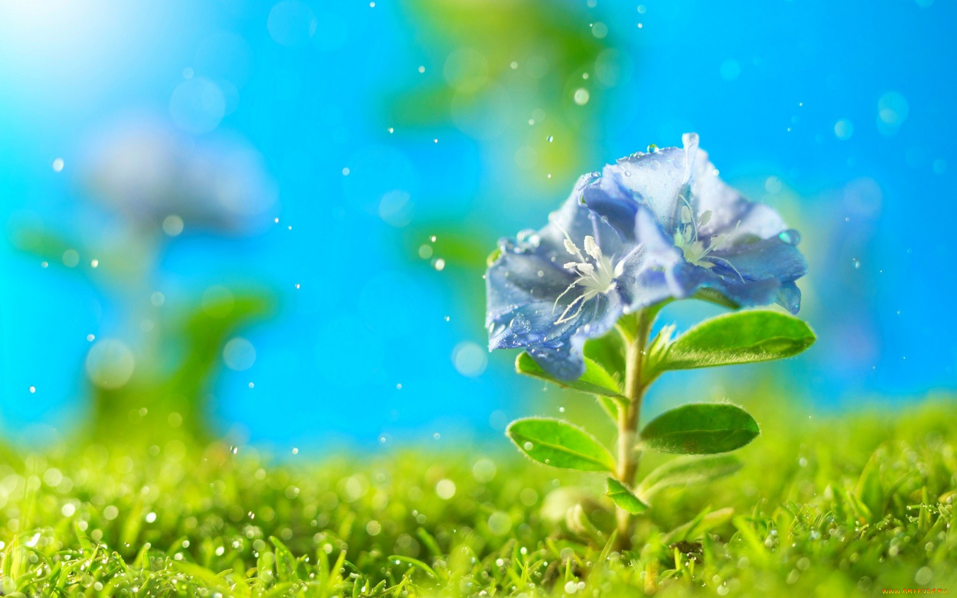 цветы, искры, трава, петунья, цветок