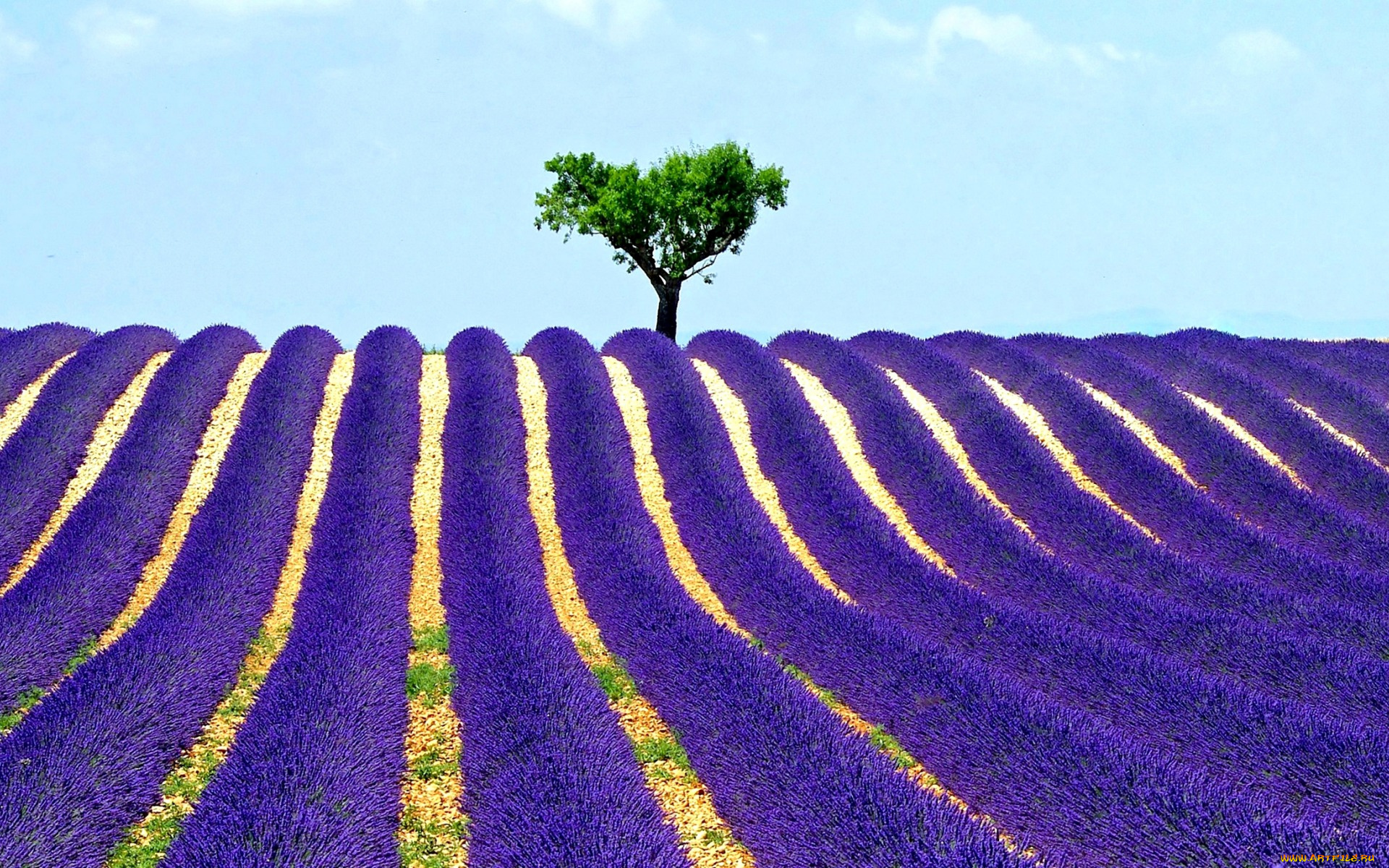 цветы, лаванда, поле, дерево, небо