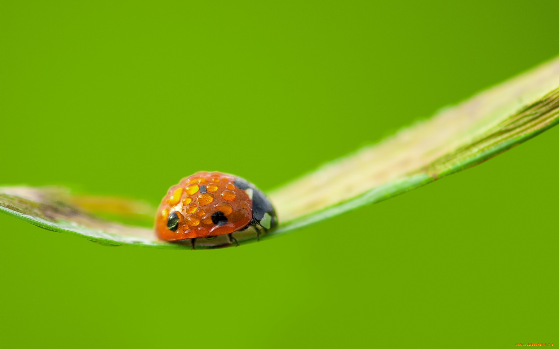 животные, божьи, коровки, божья, коровка, природа, фон