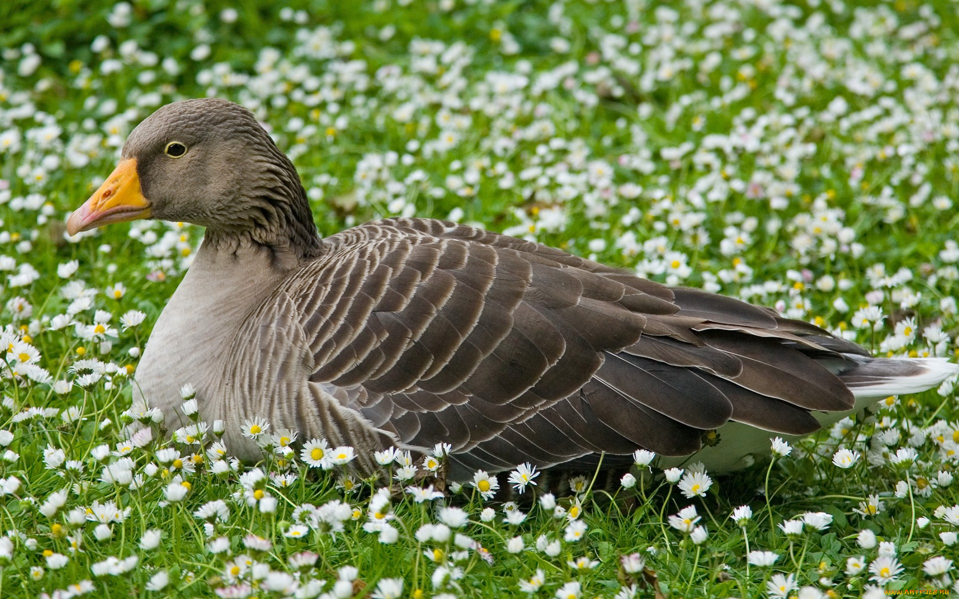 животные, гуси, ромашки, луг, отдых, серый, гусь