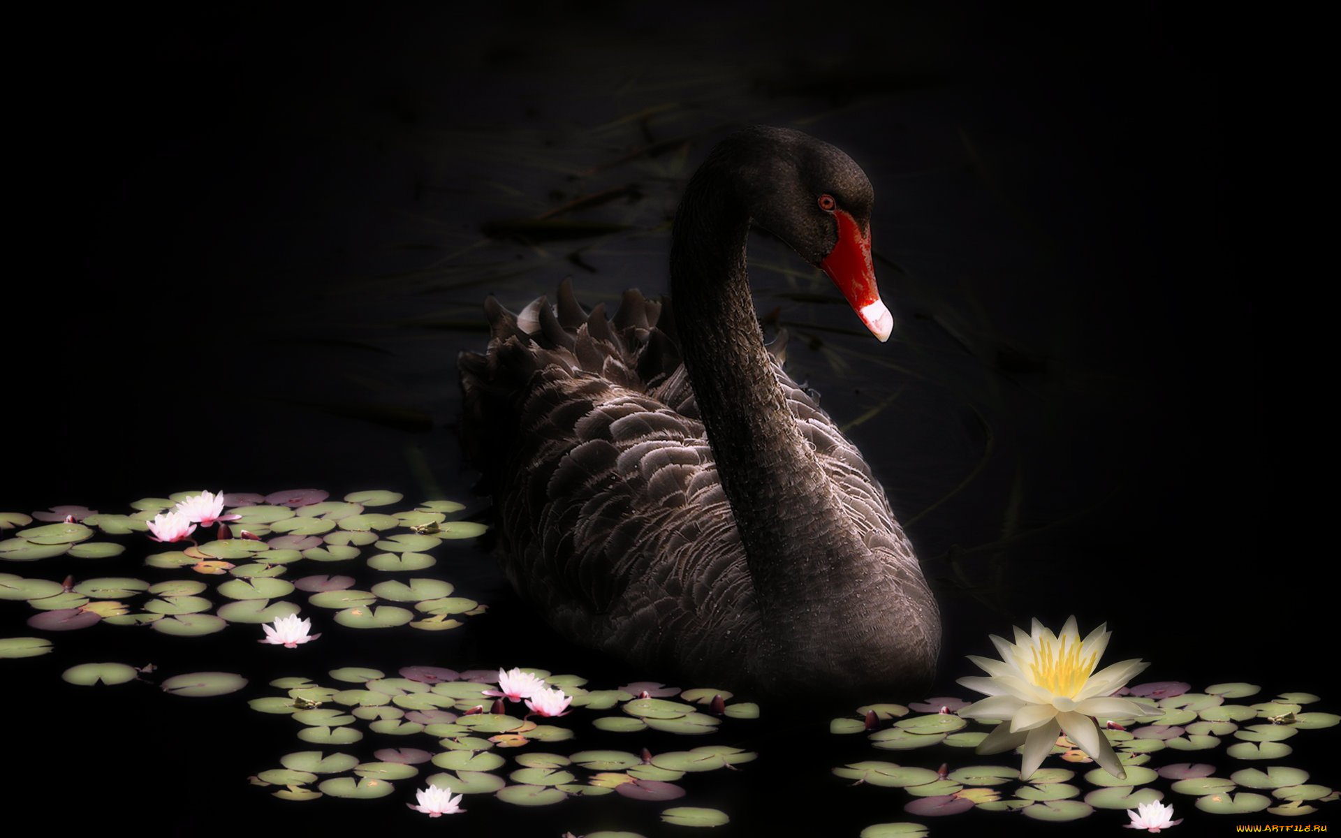 животные, лебеди, птица, чёрный, лебедь, кувшинки