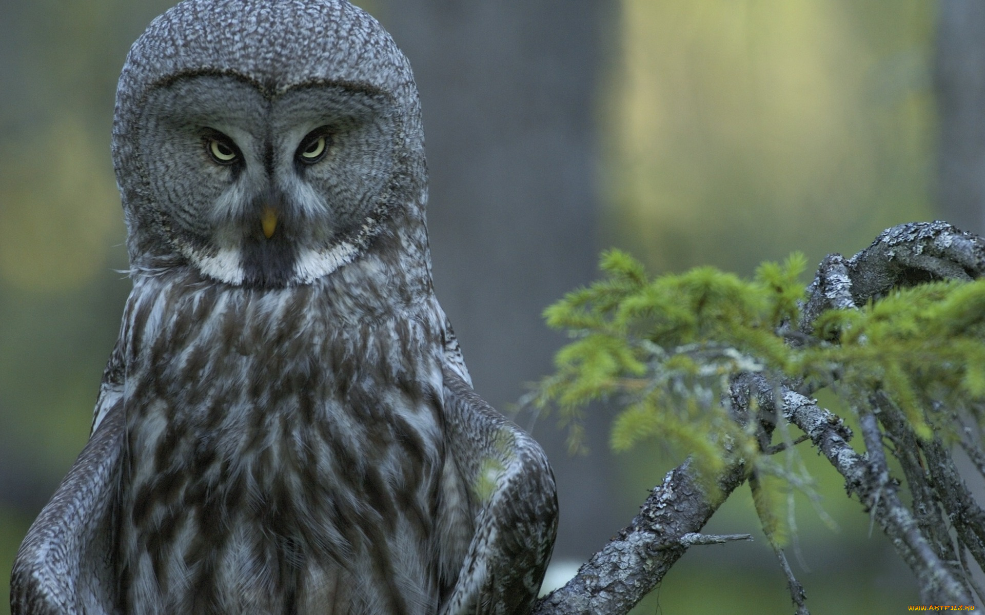 животные, совы, ветка, лес, бородатая, неясыть, взгляд, исподлобья, strix, nebulosa