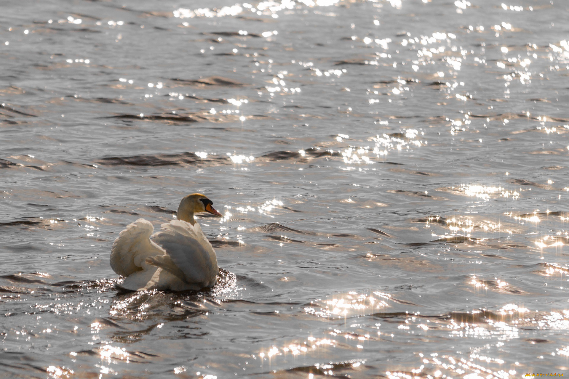 животные, лебеди, вода, белый, грация, блики, солнце, рябь