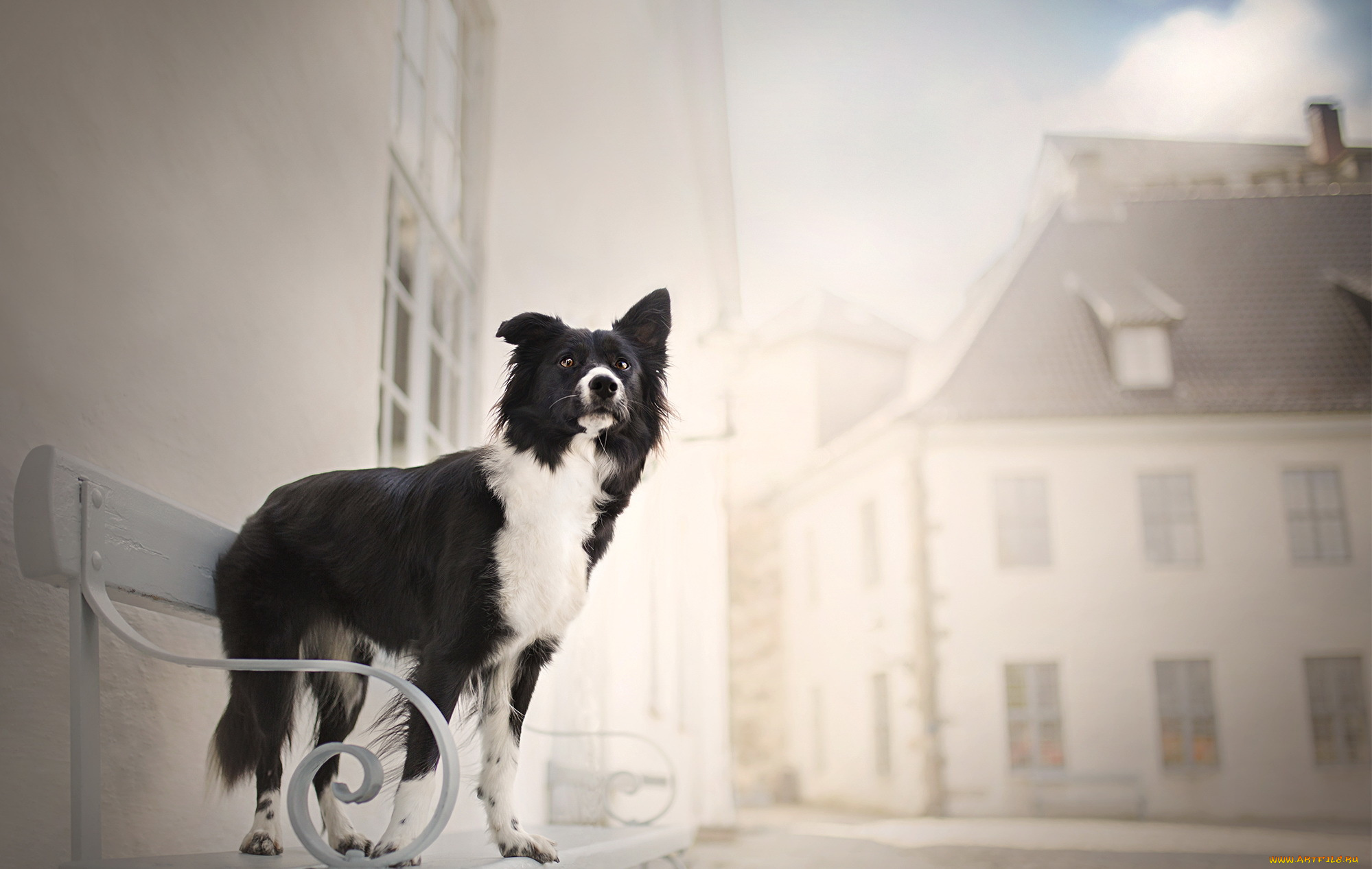 животные, собаки, собака, скамья, улица