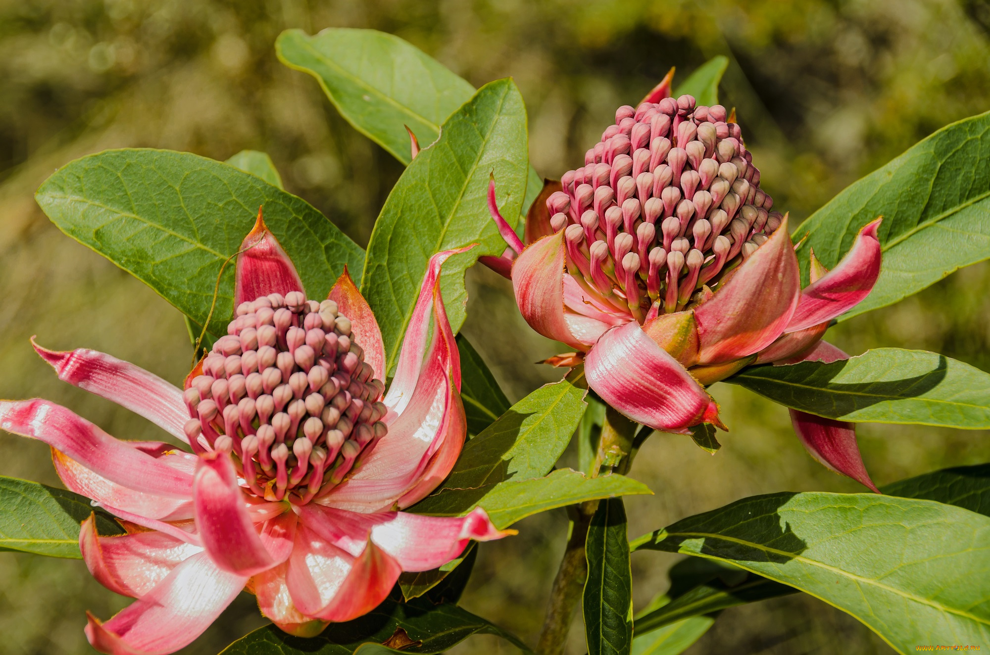цветы, тропики, необычные