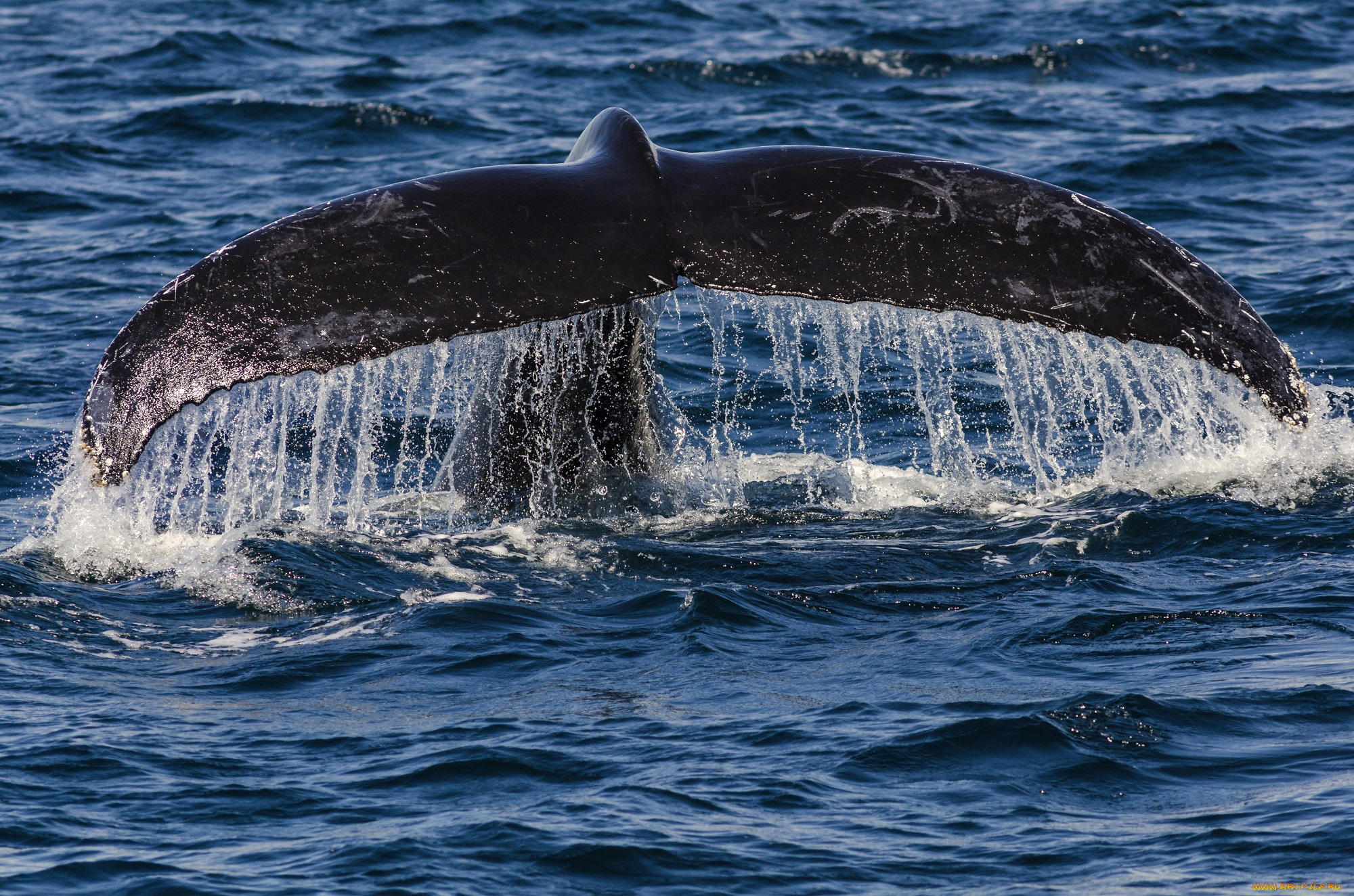 животные, киты, , кашалоты, море, кит, хвост, брызги, капли