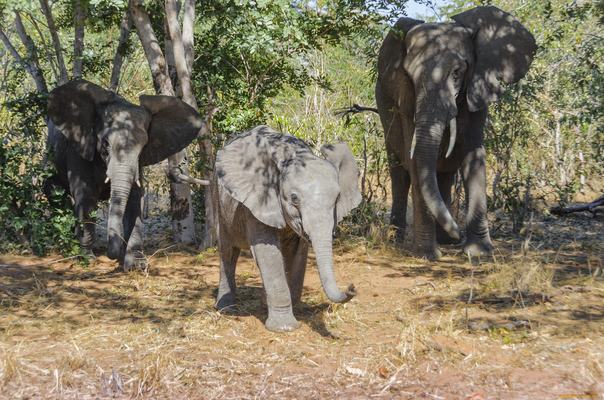 животные, слоны, деревья, слонёнок