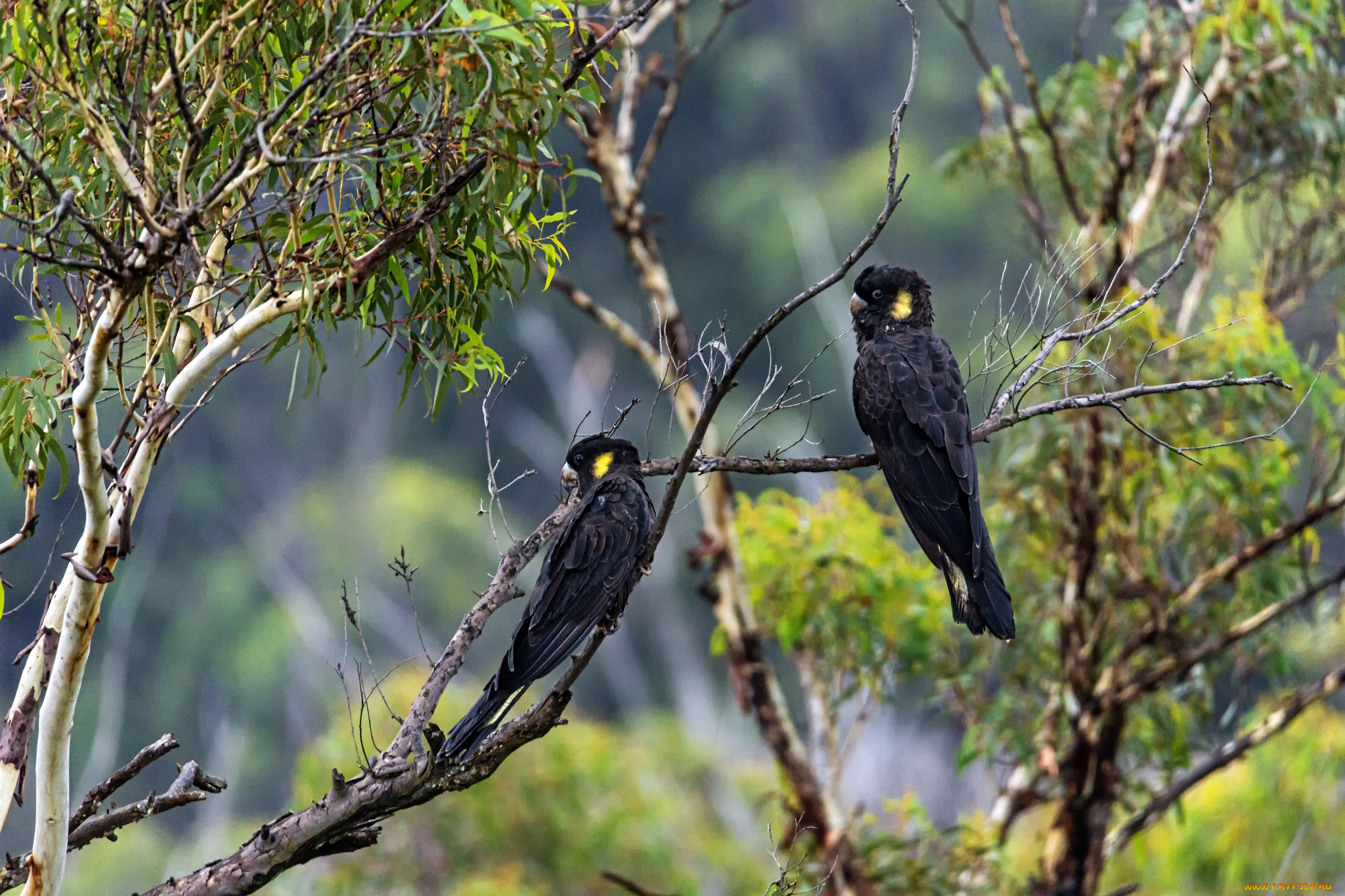 животные, попугаи, дерево, ветки, листья, птицы