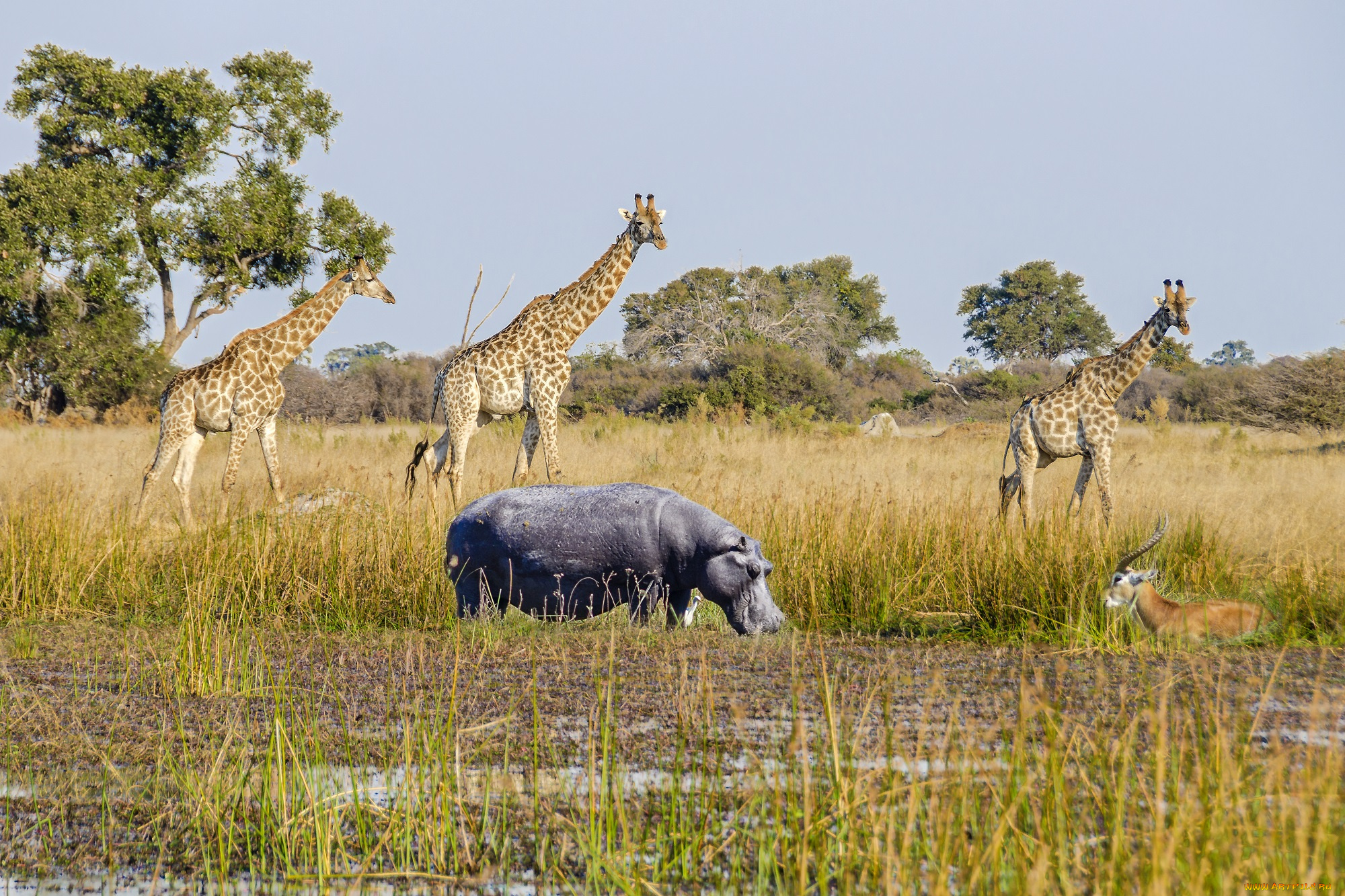 животные, разные, вместе, жирафы, бегемот, природа