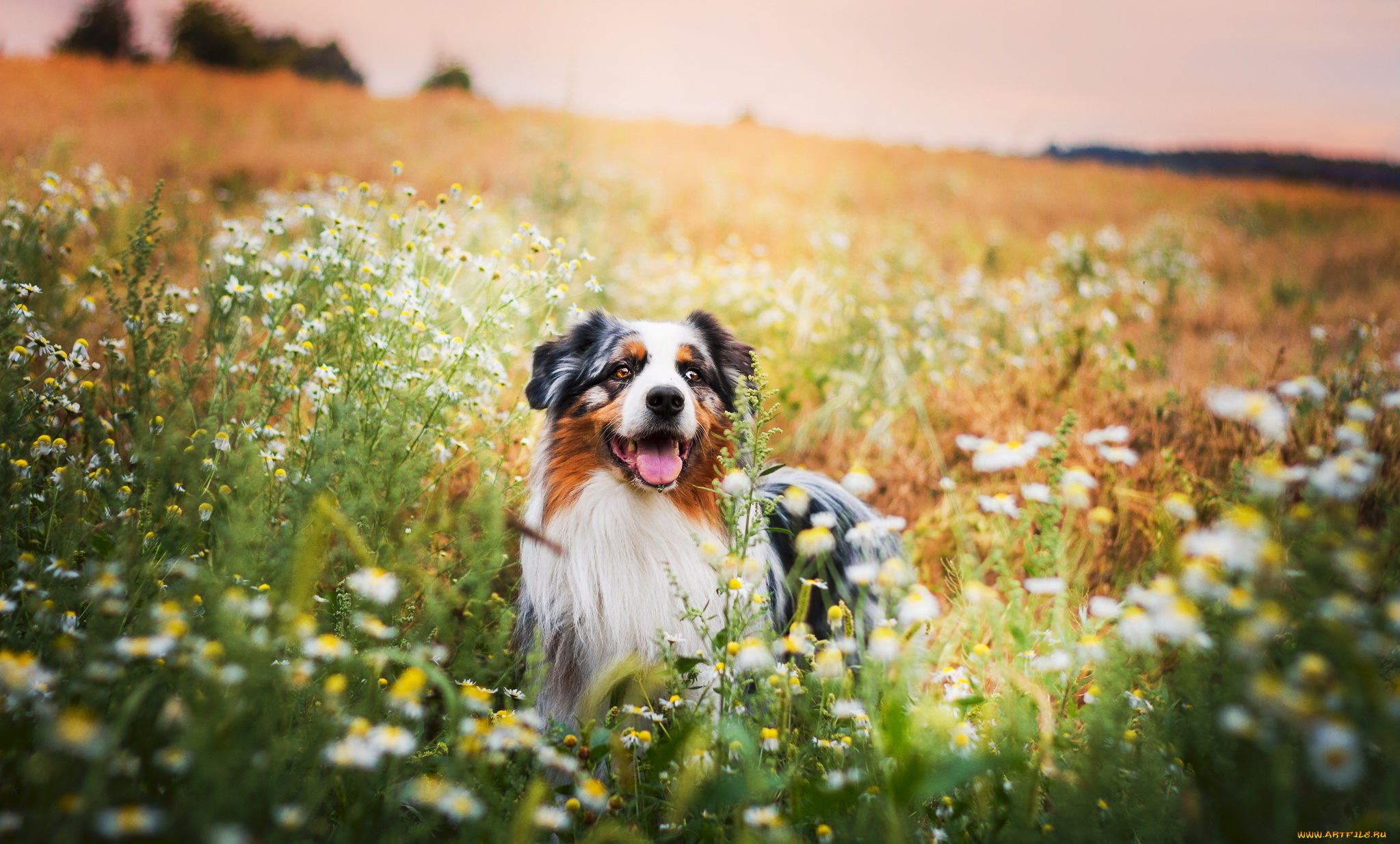 животные, собаки, природа, друг, взгляд, собака