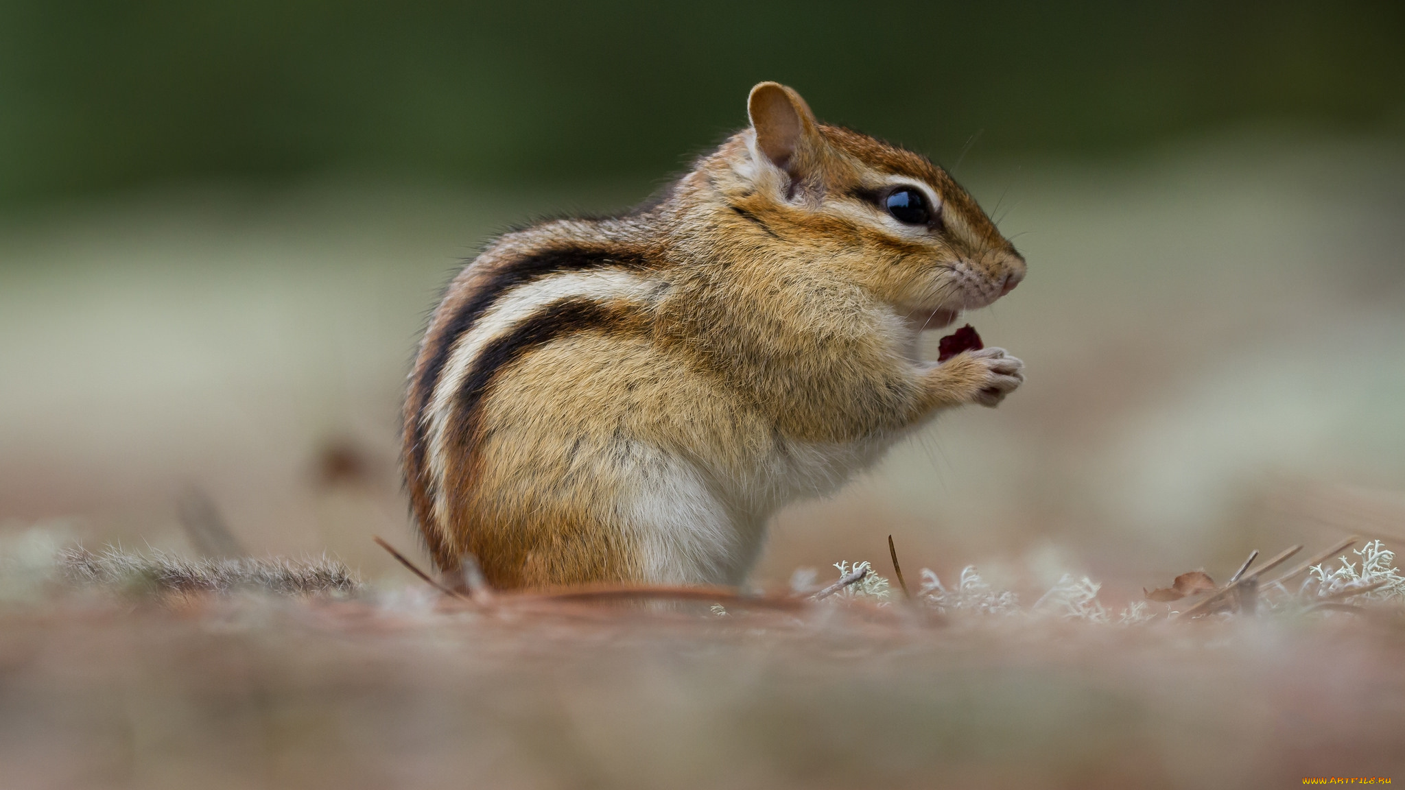 животные, бурундуки, бурундук