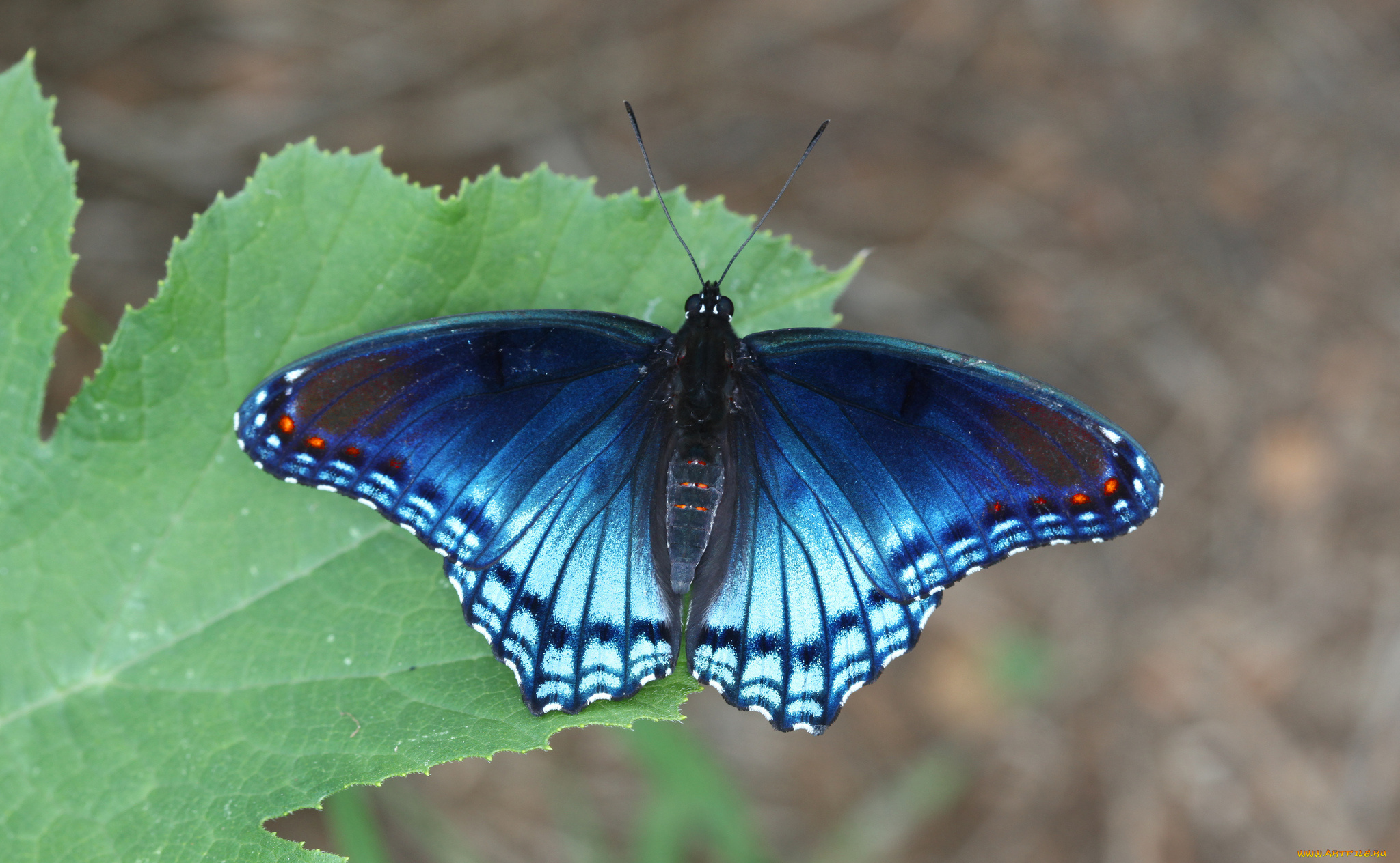 животные, бабочки, , мотыльки, , моли, бабочка
