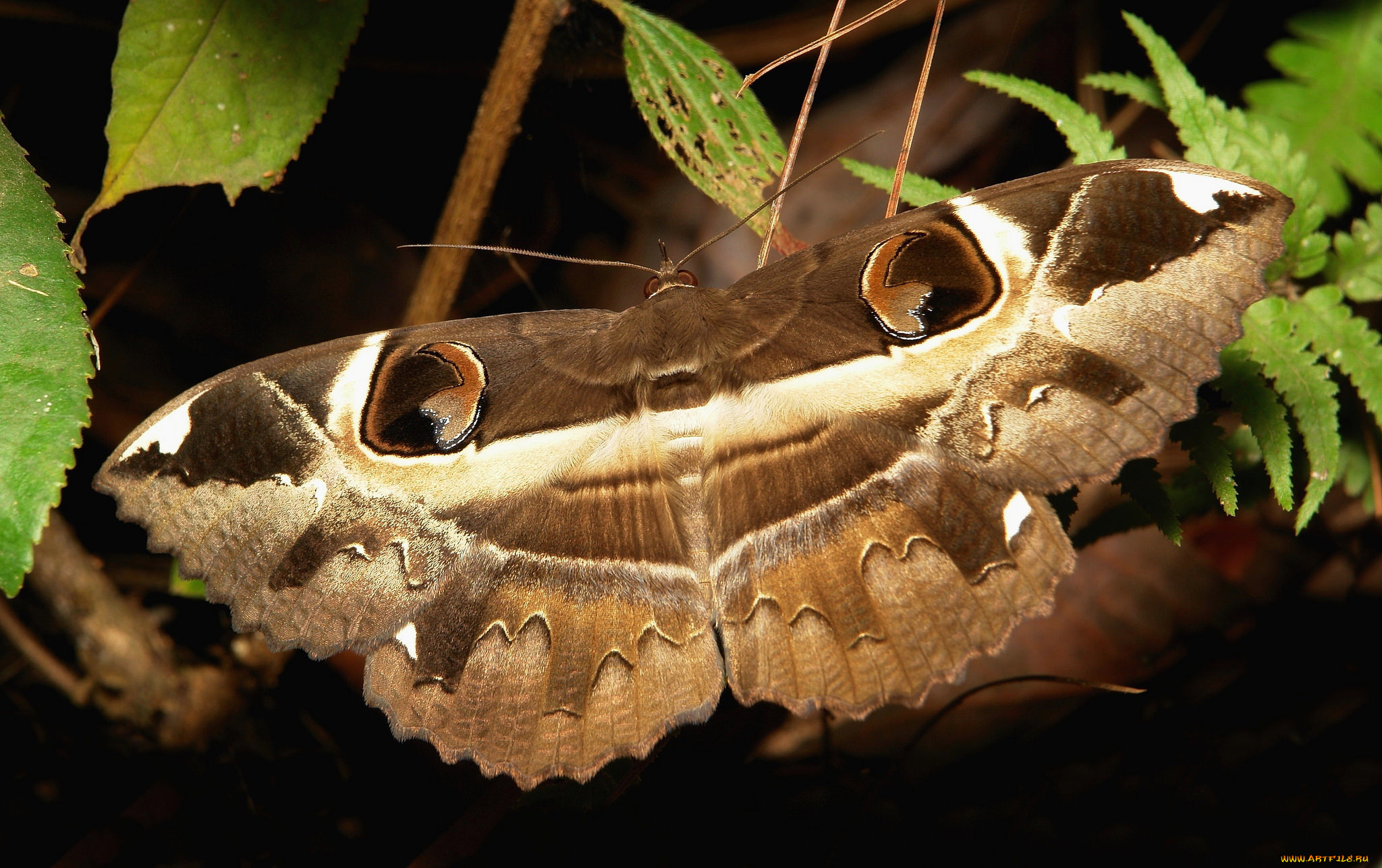 животные, бабочки, , мотыльки, , моли, itchydogimages, макро, бабочка, крылья, усики, узор