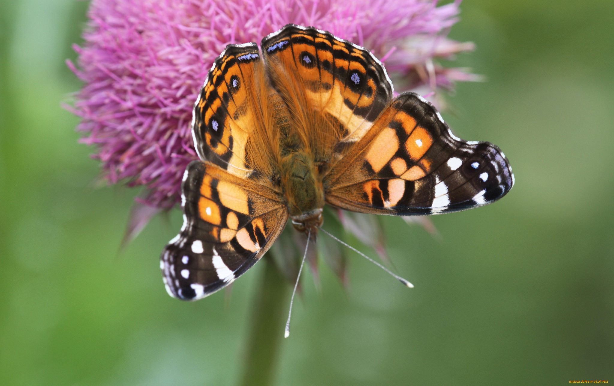 животные, бабочки, , мотыльки, , моли, бабочка