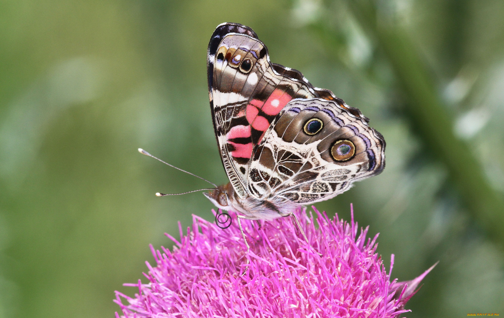 животные, бабочки, , мотыльки, , моли, бабочка