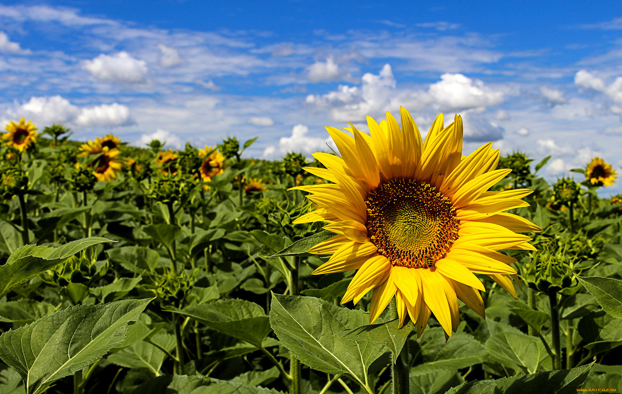 цветы, подсолнухи, поле, подсолнух