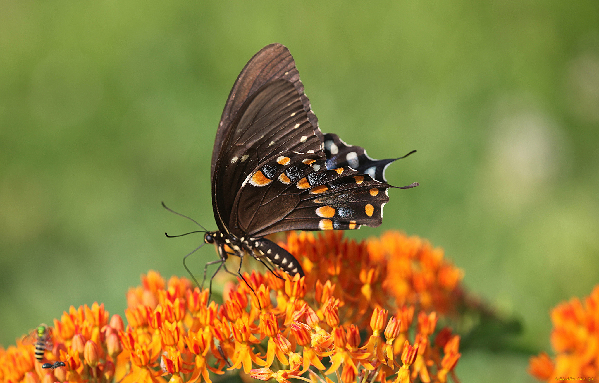 животные, бабочки, , мотыльки, , моли, бабочка