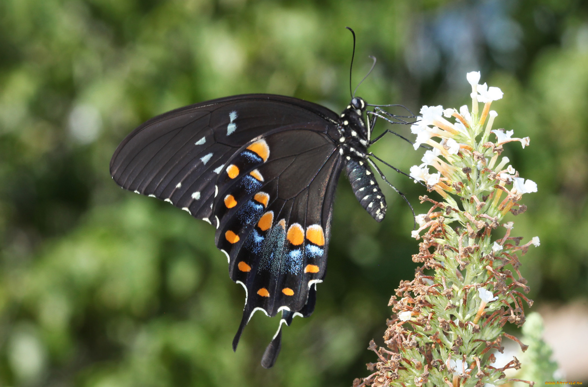 животные, бабочки, , мотыльки, , моли, бабочка