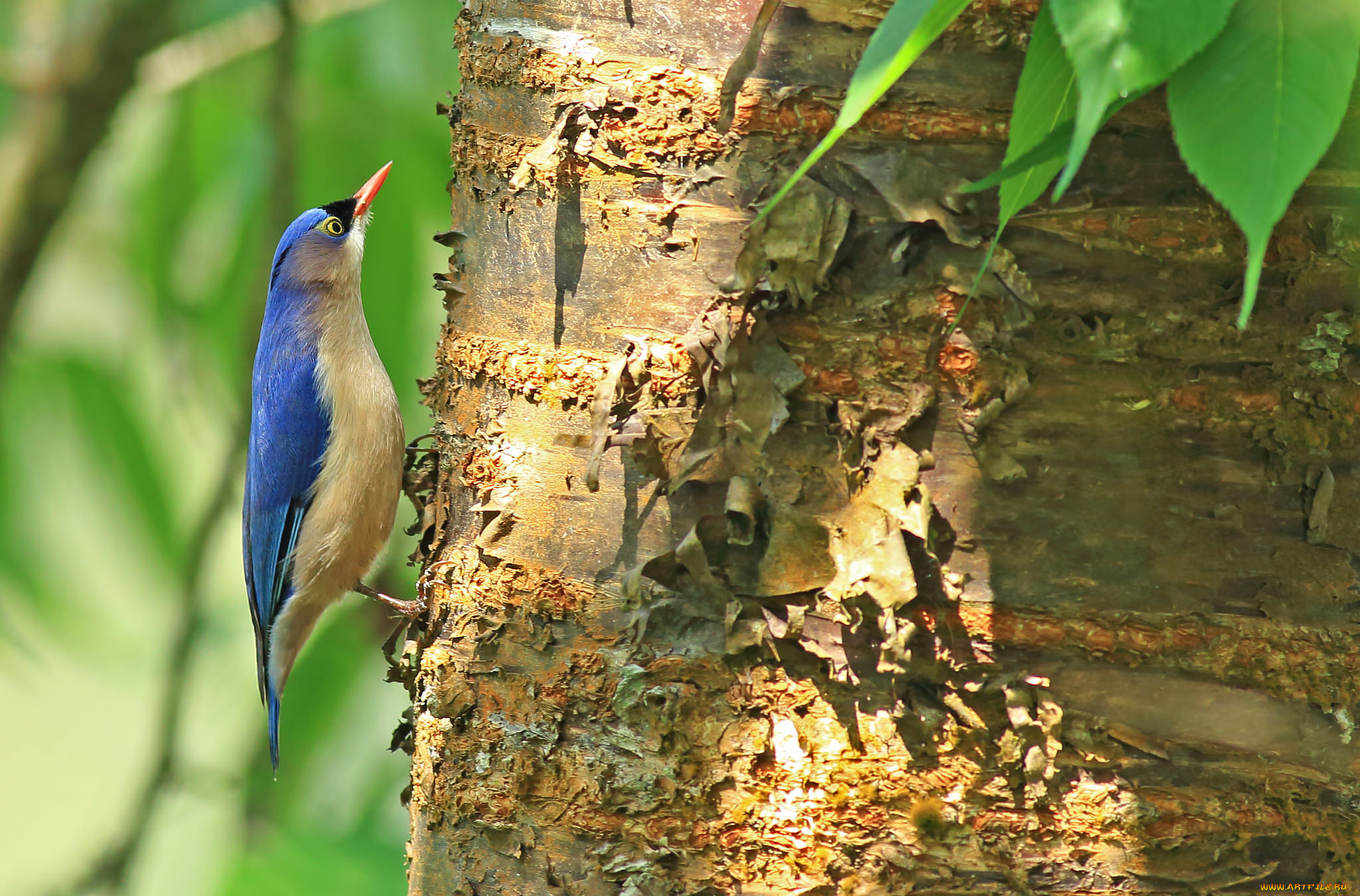 животные, поползни, листья, птица, кора, ствол, дерево