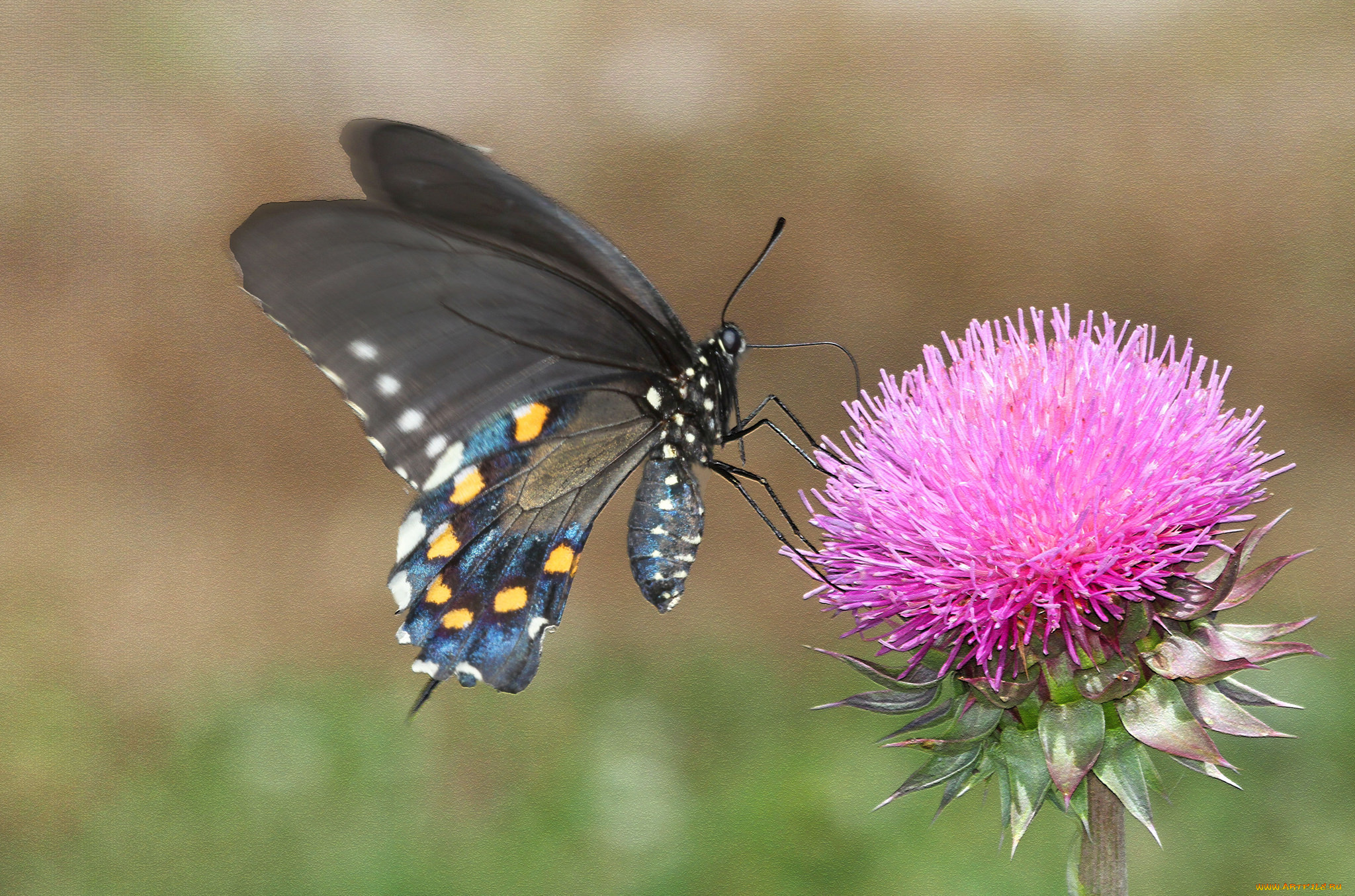 животные, бабочки, , мотыльки, , моли, бабочка