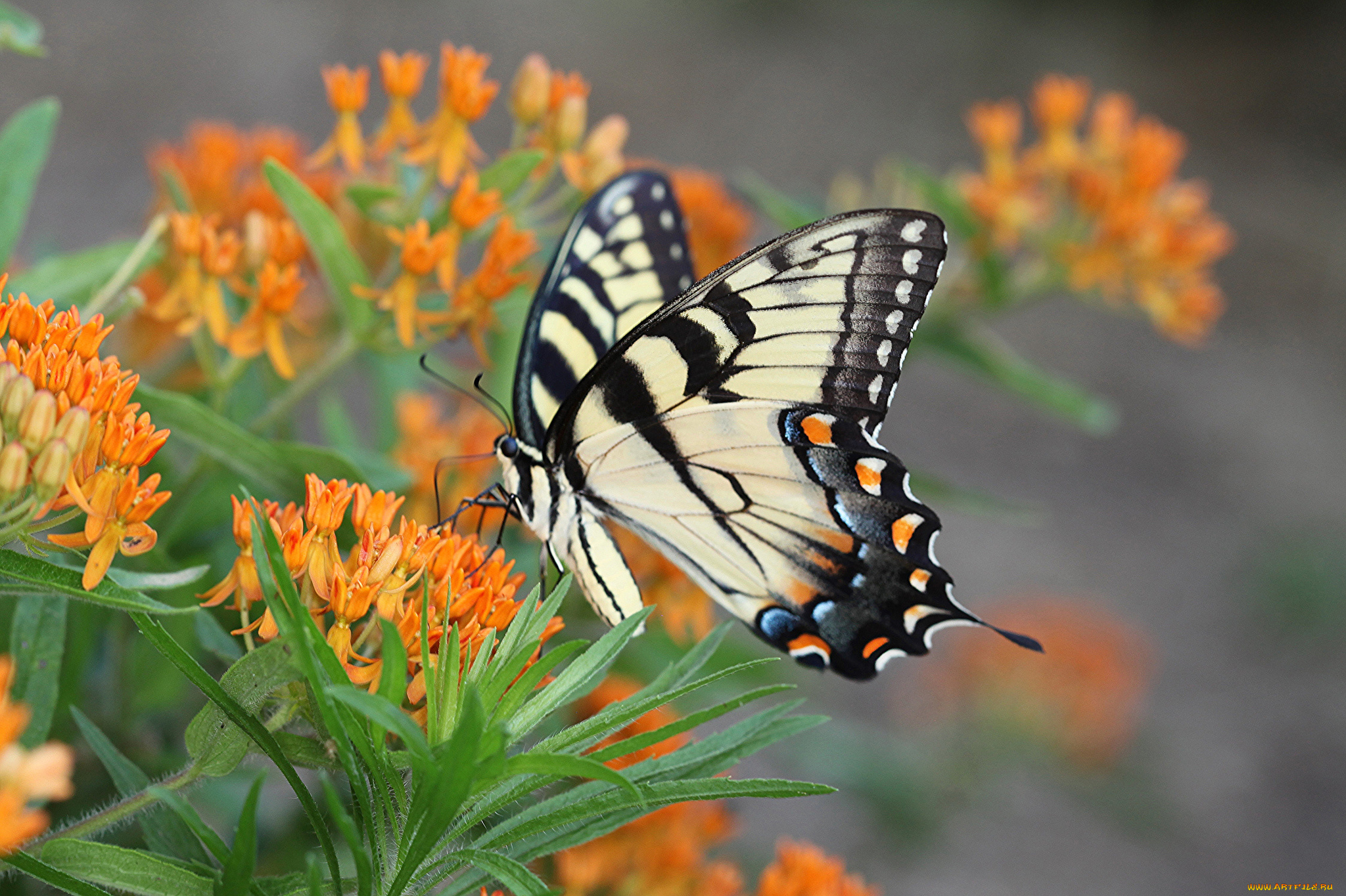 животные, бабочки, , мотыльки, , моли, бабочка