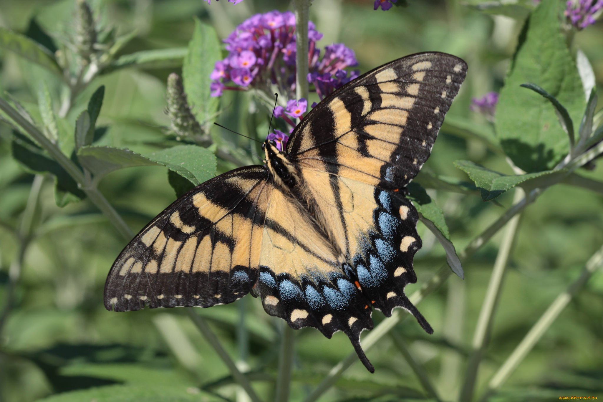 животные, бабочки, , мотыльки, , моли, бабочка