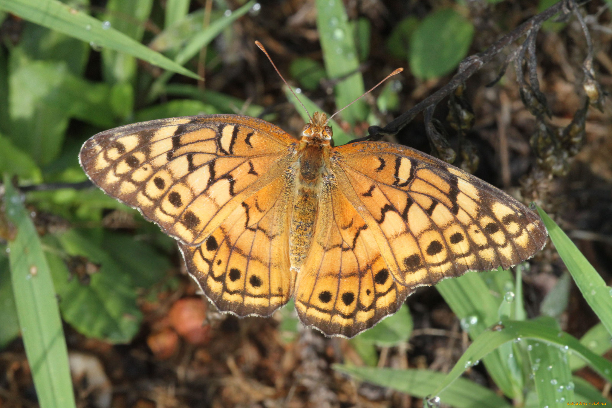 животные, бабочки, , мотыльки, , моли, бабочка