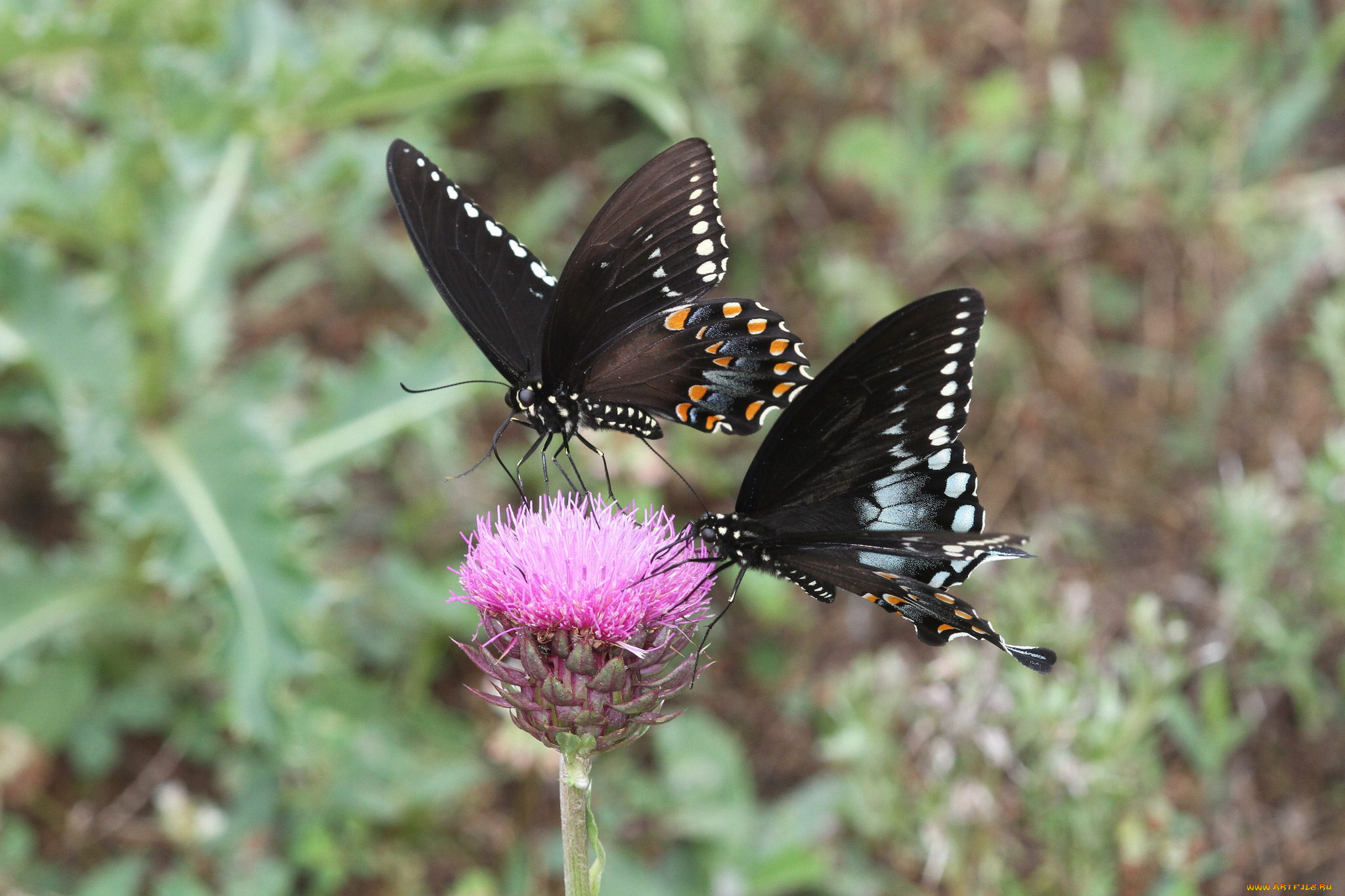 животные, бабочки, , мотыльки, , моли, бабочка