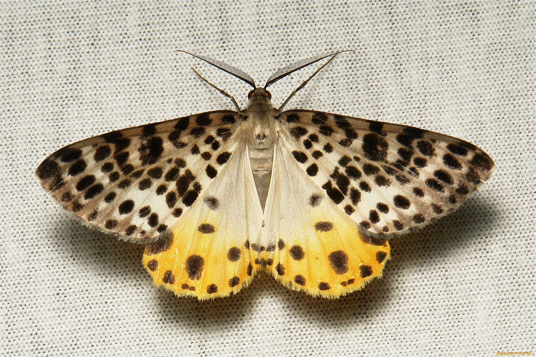 животные, бабочки, , мотыльки, , моли, itchydogimages, макро, вязаное, полотно, моль, крылья