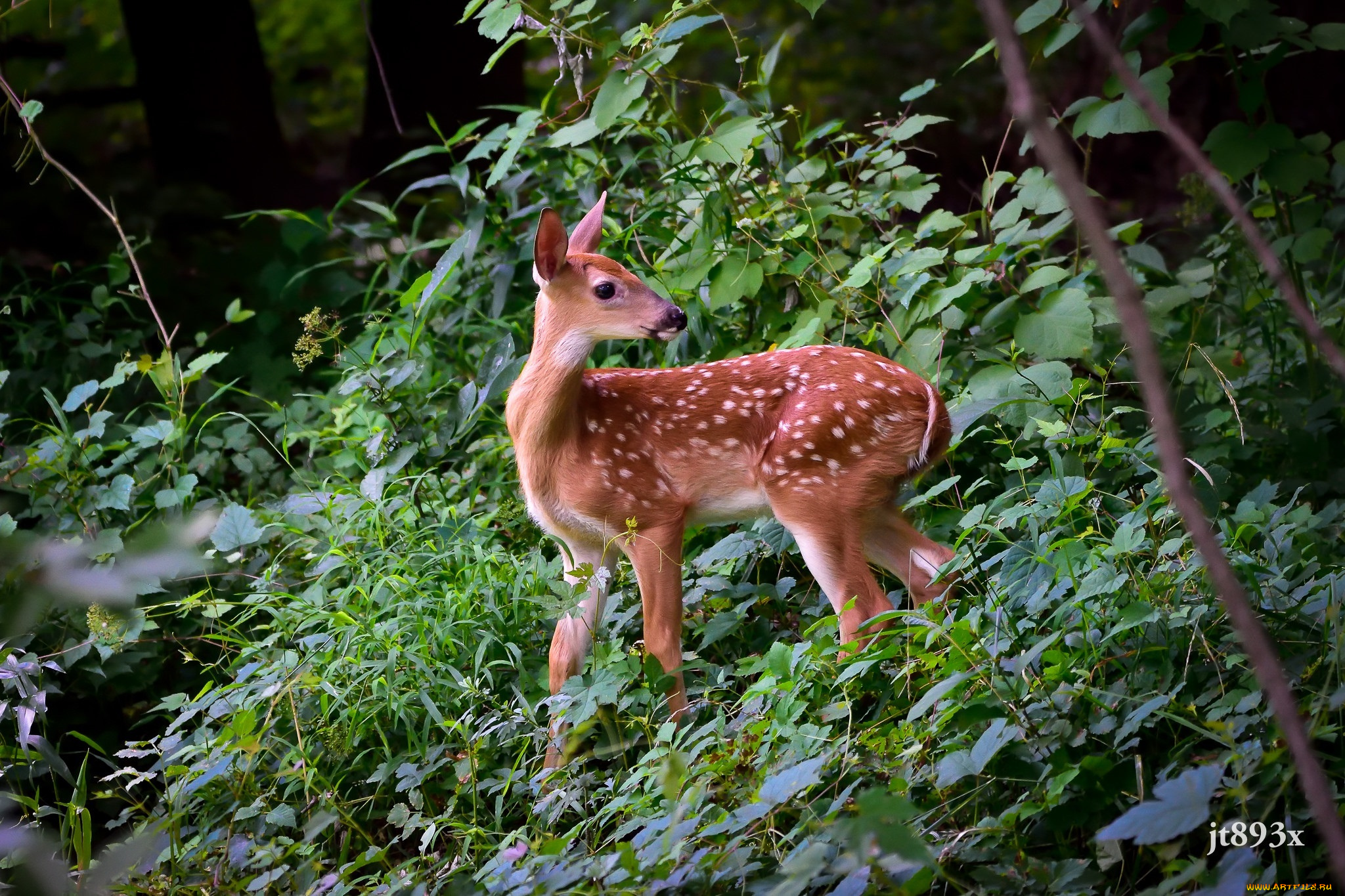 животные, олени, настороженность, заросли, детёныш, малыш, оленёнок, пятна