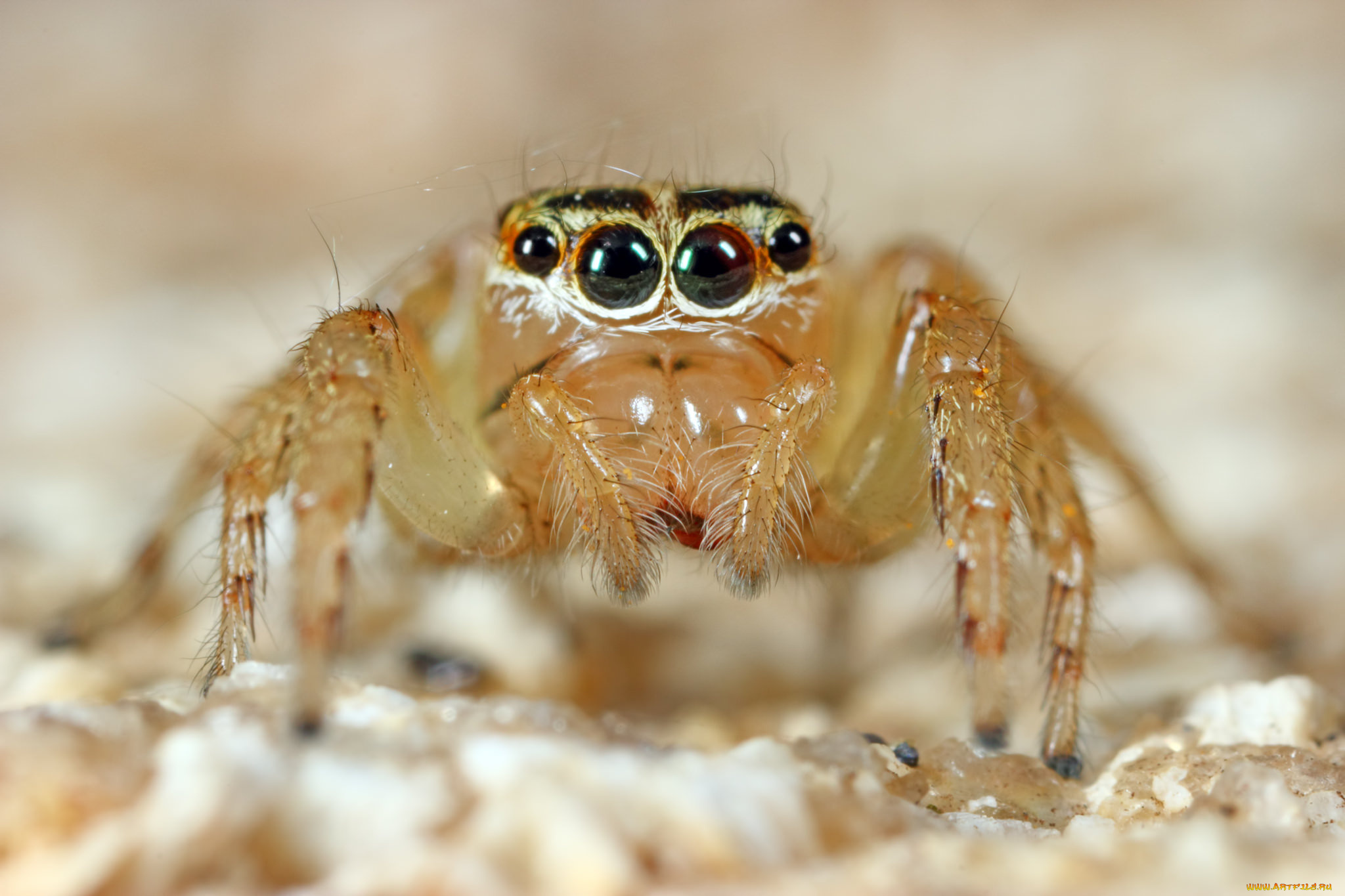 животные, пауки, лапки, глазки, фон, джампер, паук, макро