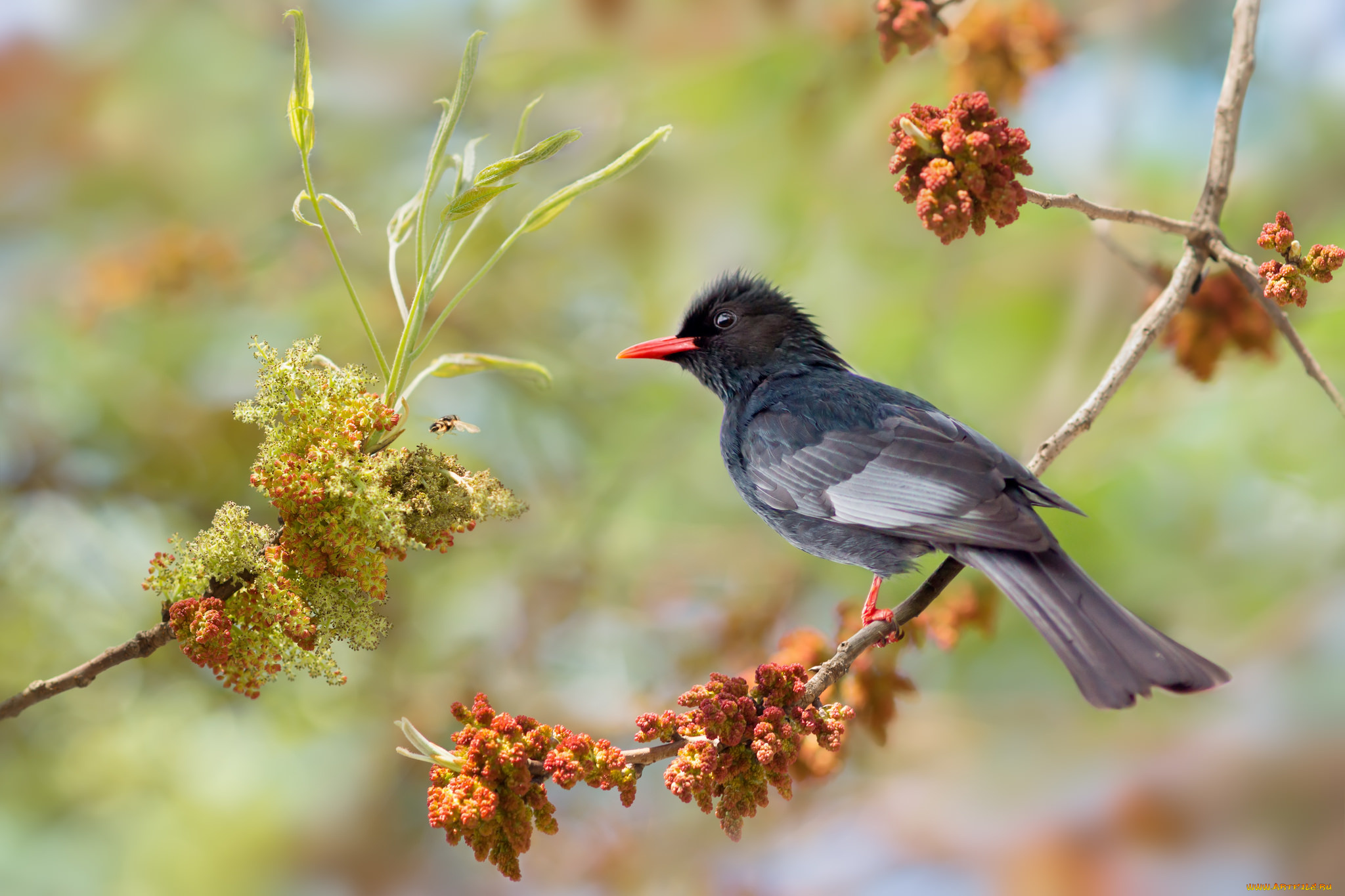 животные, птицы, птичка