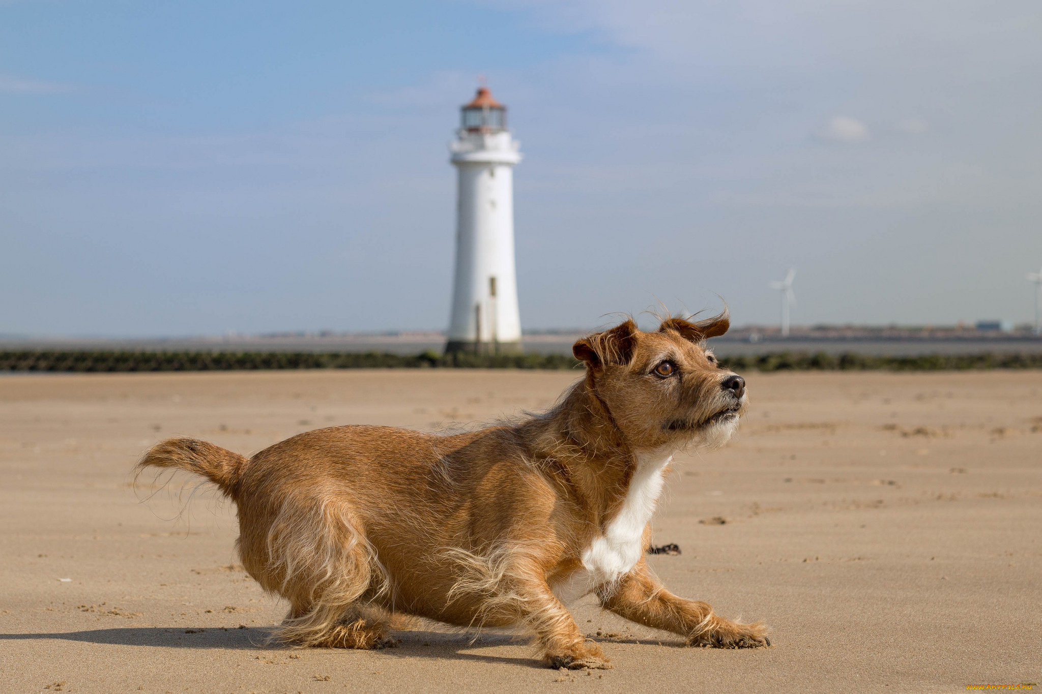 животные, собаки, пес