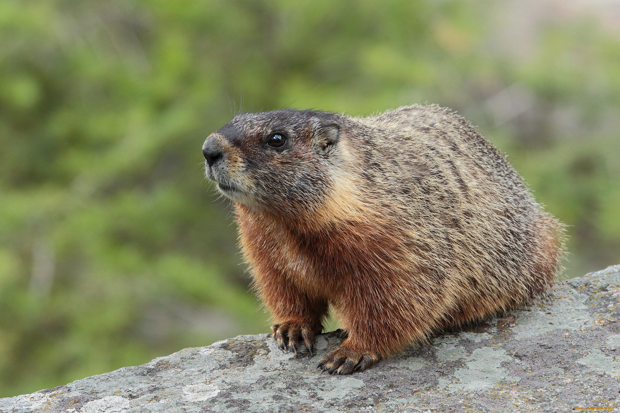 животные, суслики, , сурки, сурок