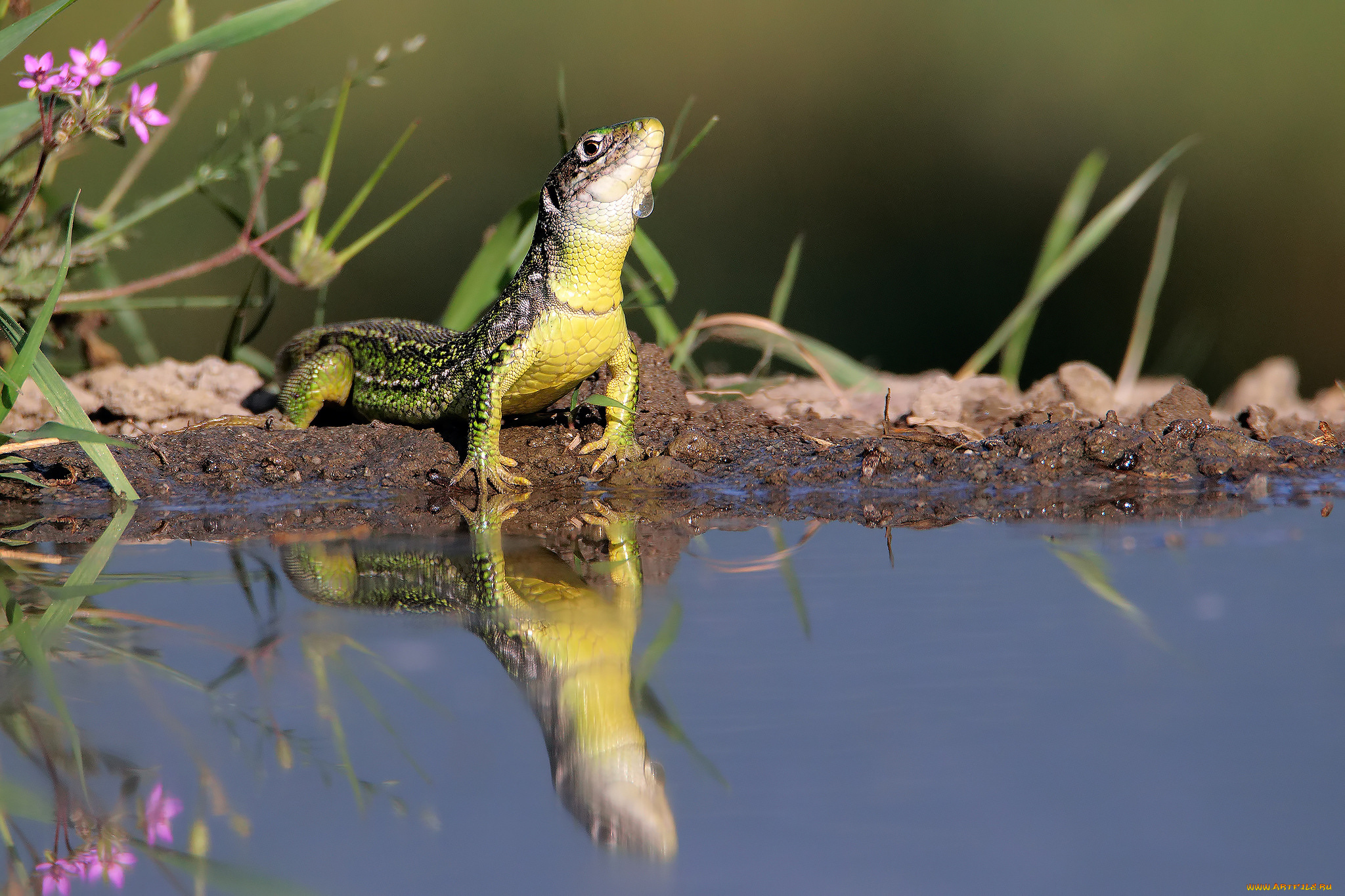животные, Ящерицы, , игуаны, , вараны, ящерка