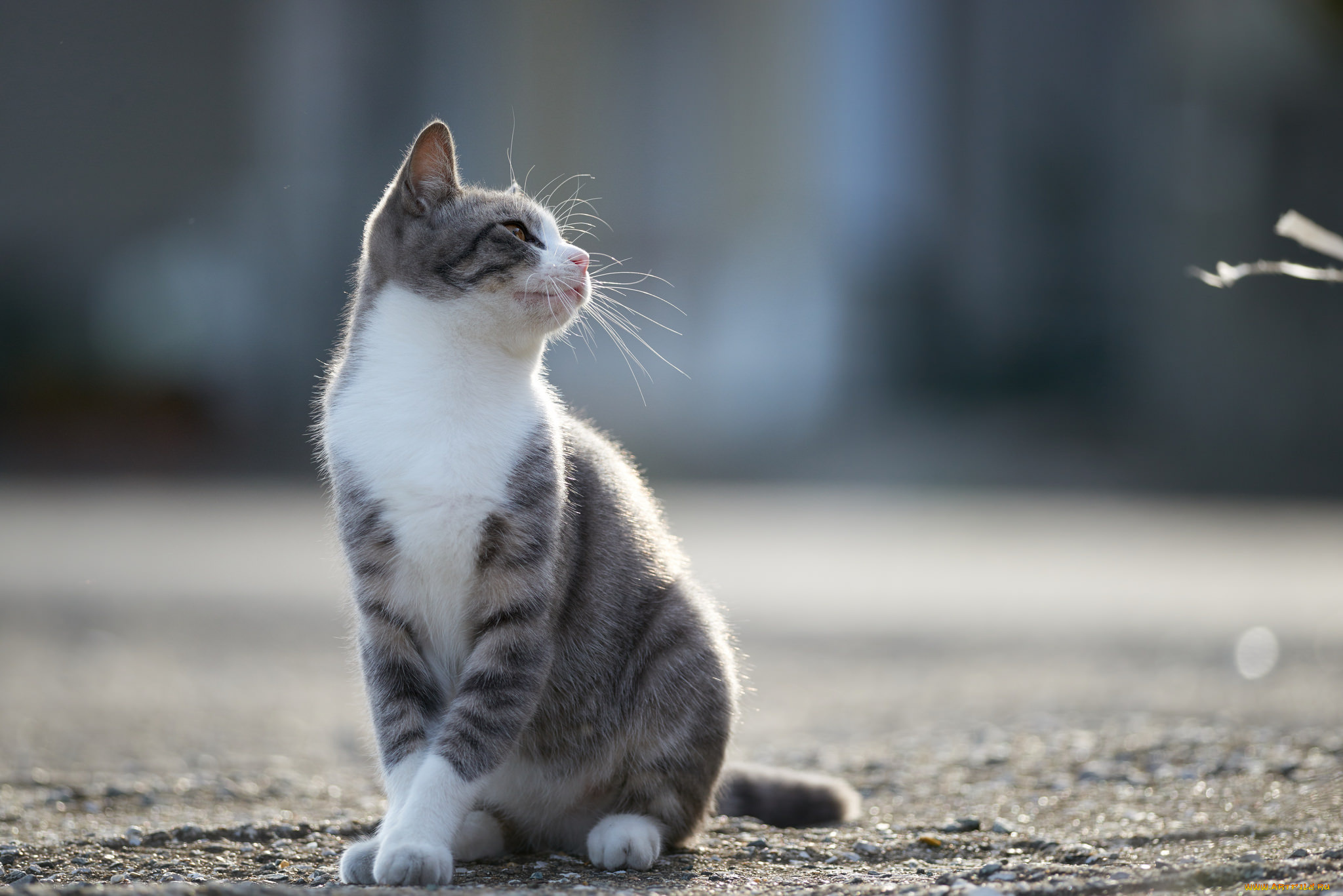 животные, коты, кошка, кот, коте, киса