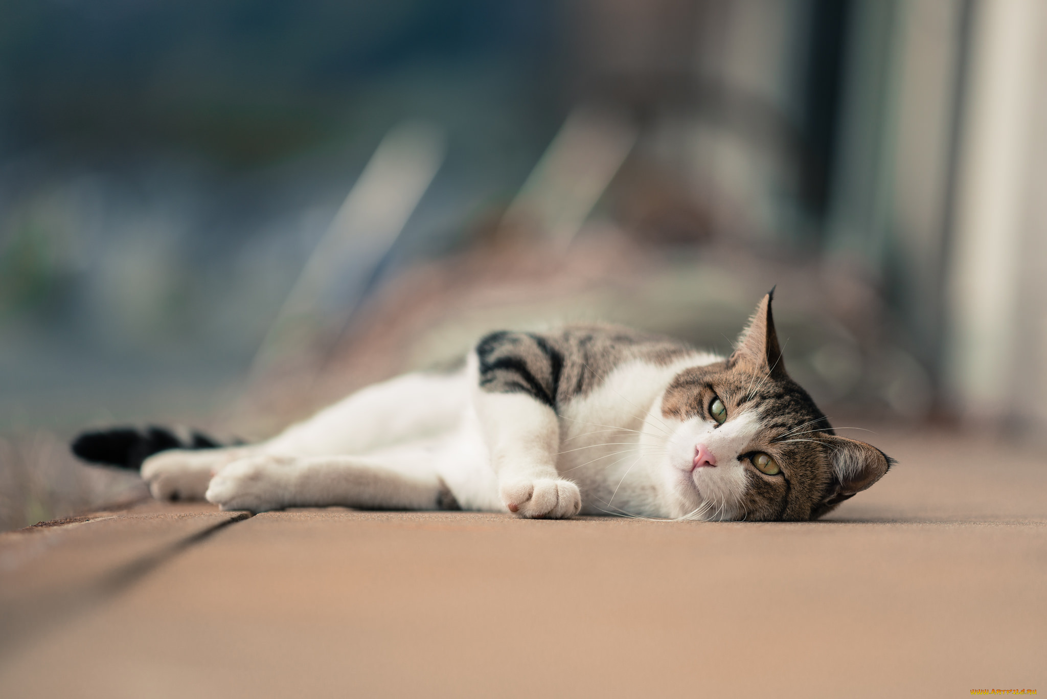 животные, коты, коте, кошка, кот, киса, взгляд