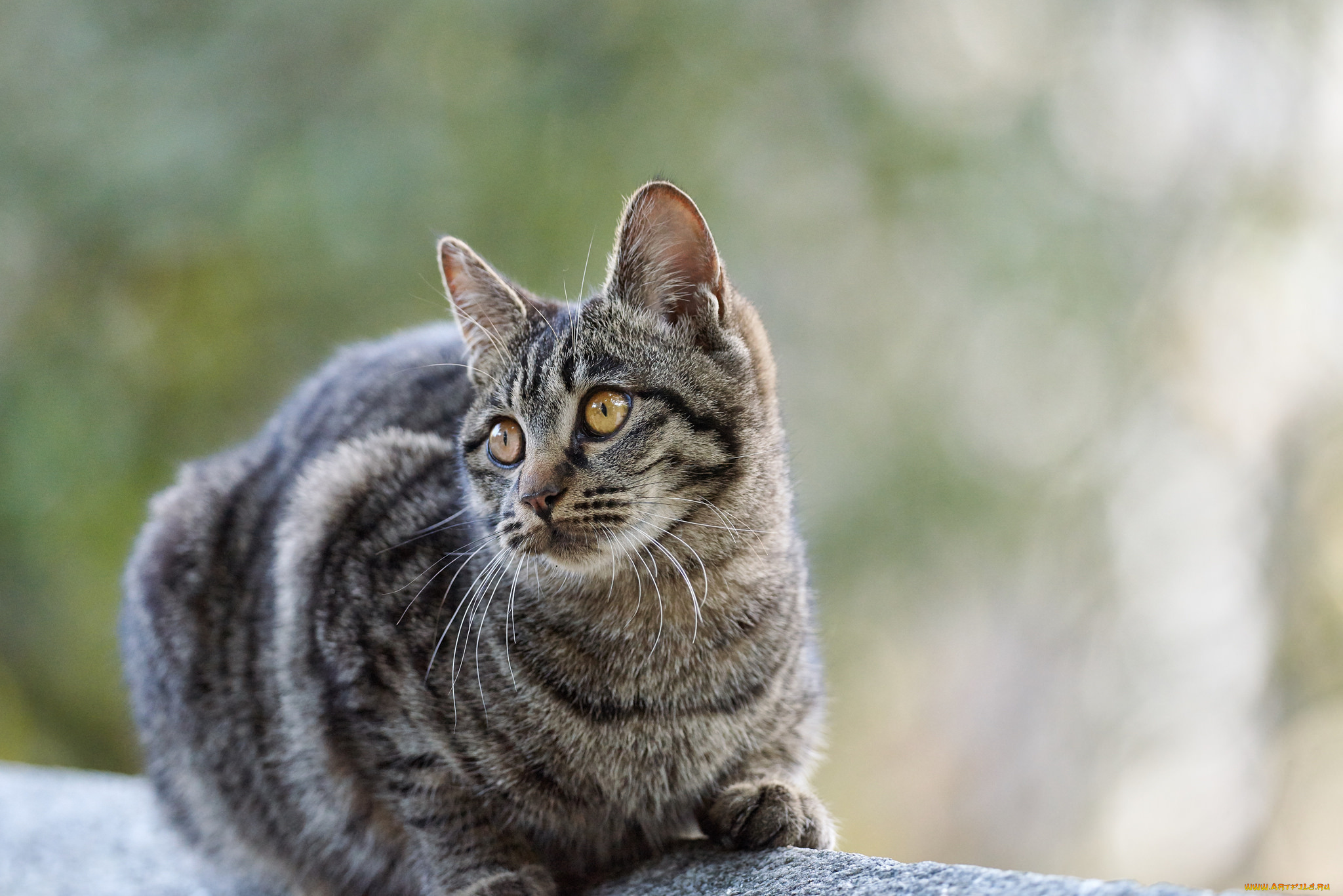 животные, коты, коте, кошка, кот, киса, взгляд