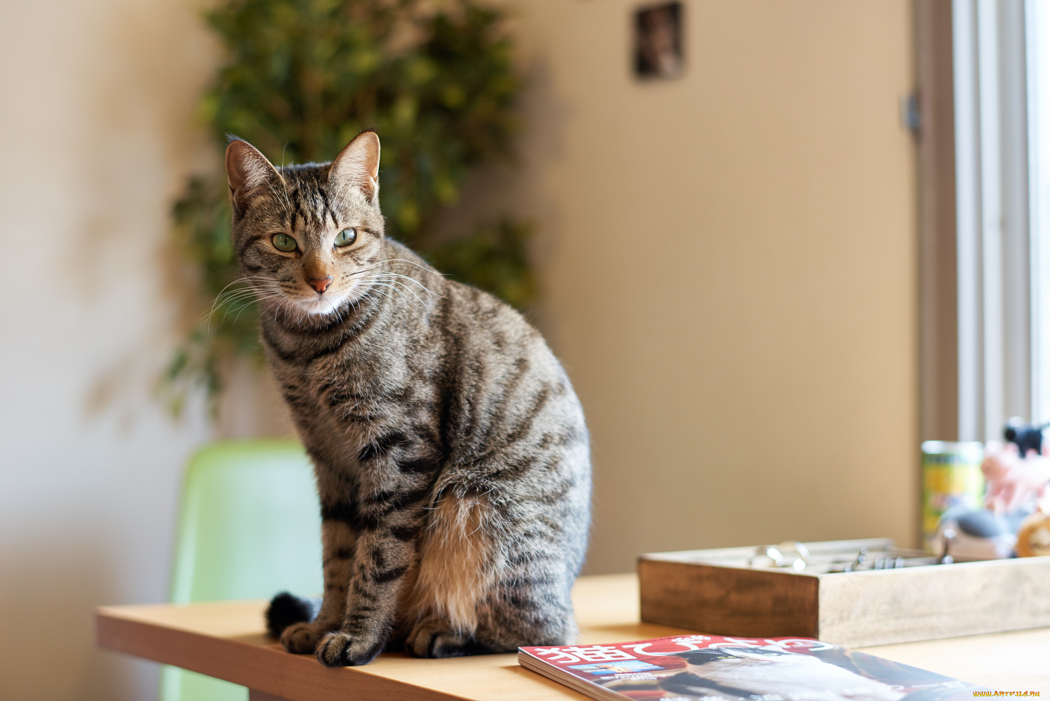 животные, коты, коте, взгляд, киса, кошка, кот