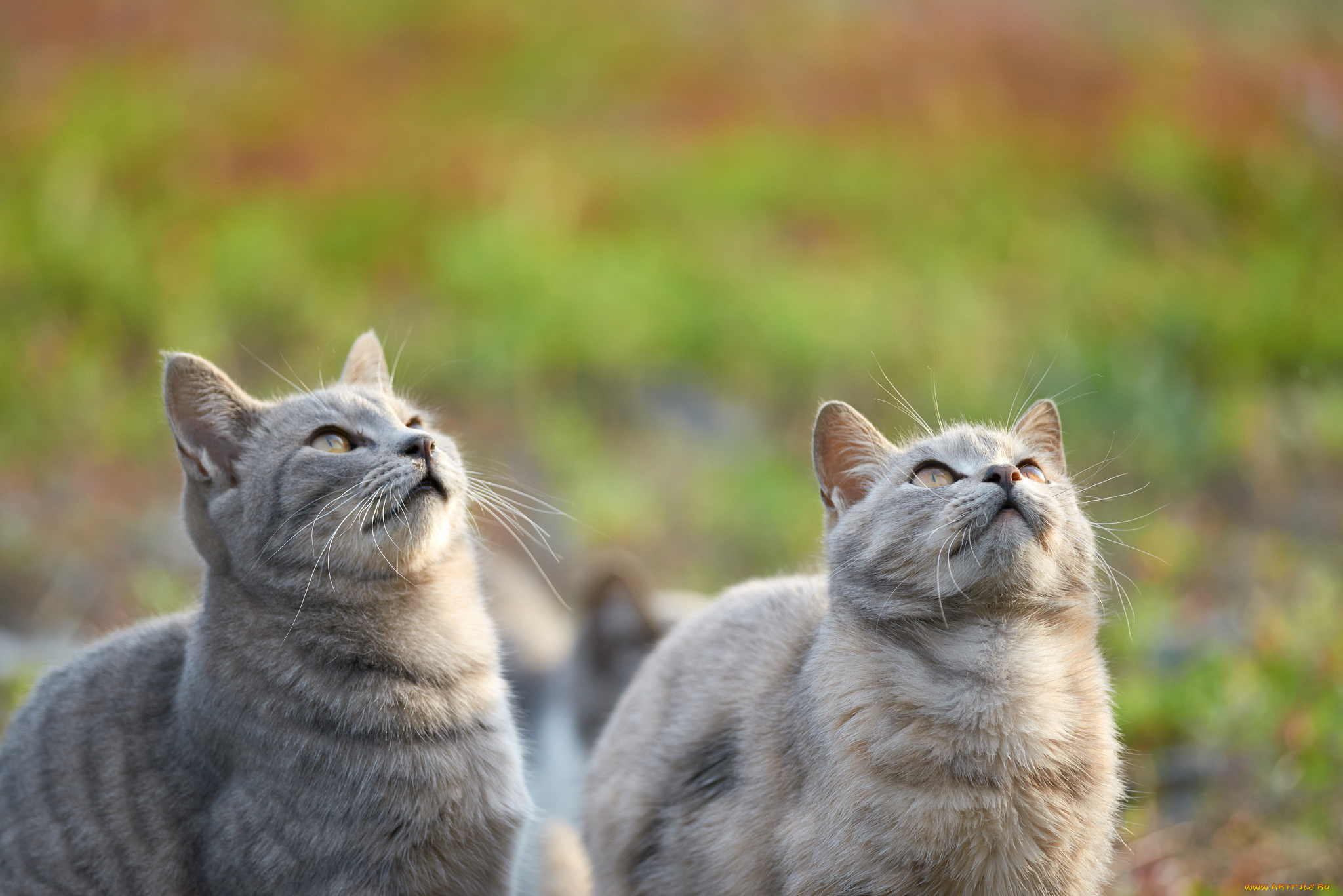 животные, коты, пара