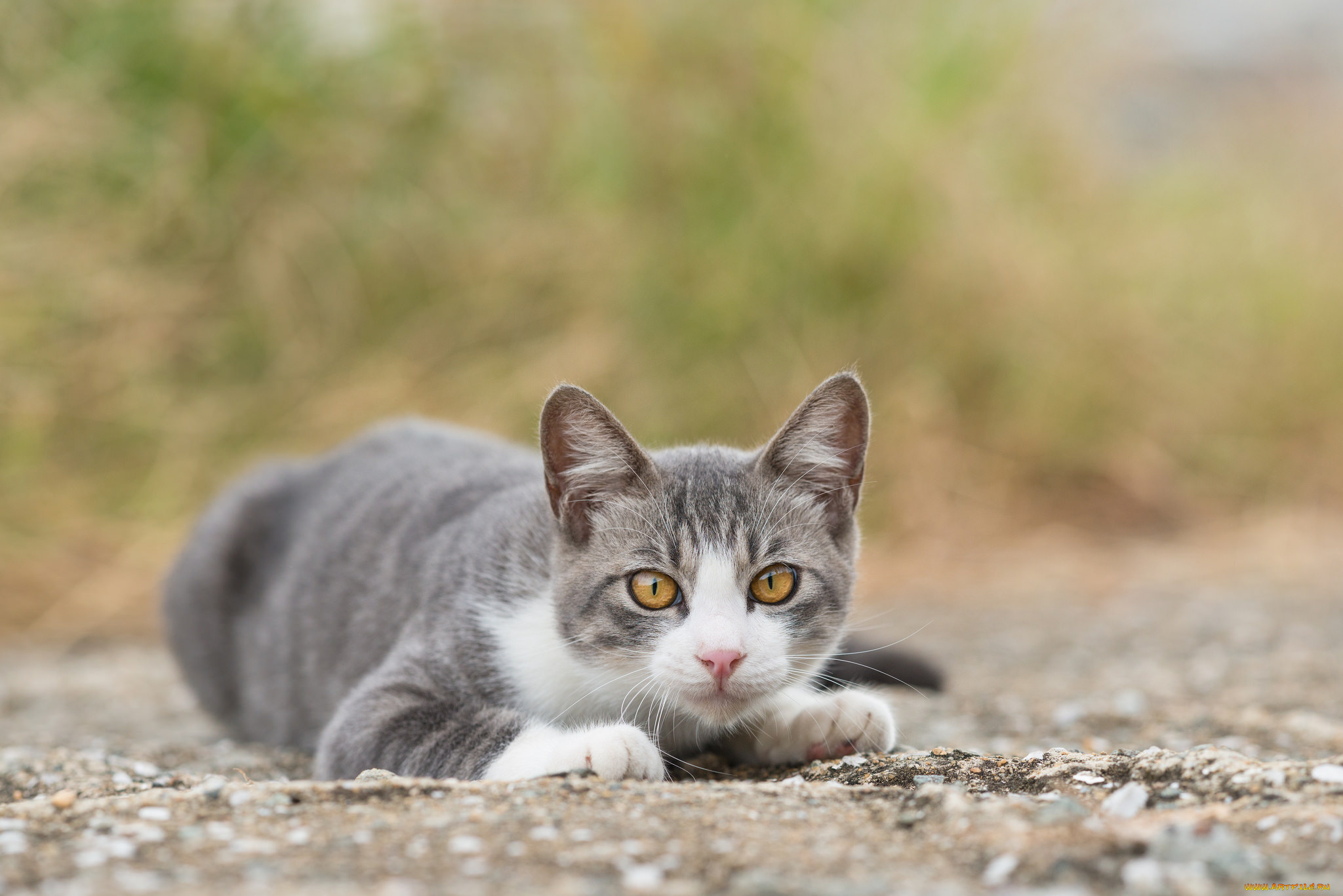 животные, коты, планета, двойники, nasa, earth, and, kepler-186f, kepler-62f, kepler-452b, kepler-69c, kepler-22b, экзопланета, экзопланеты, земля