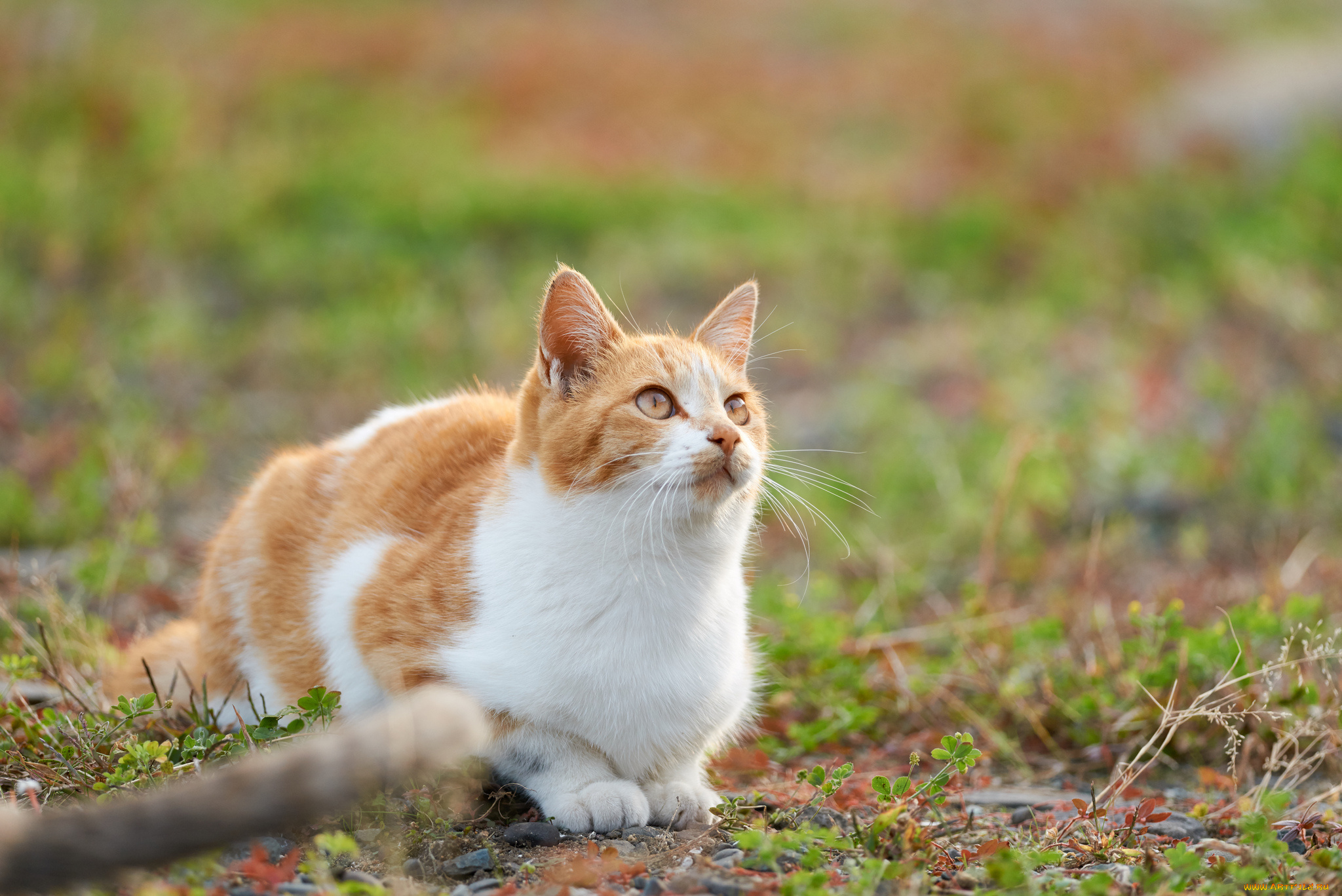 животные, коты, взгляд, кошка, кот, киса, коте