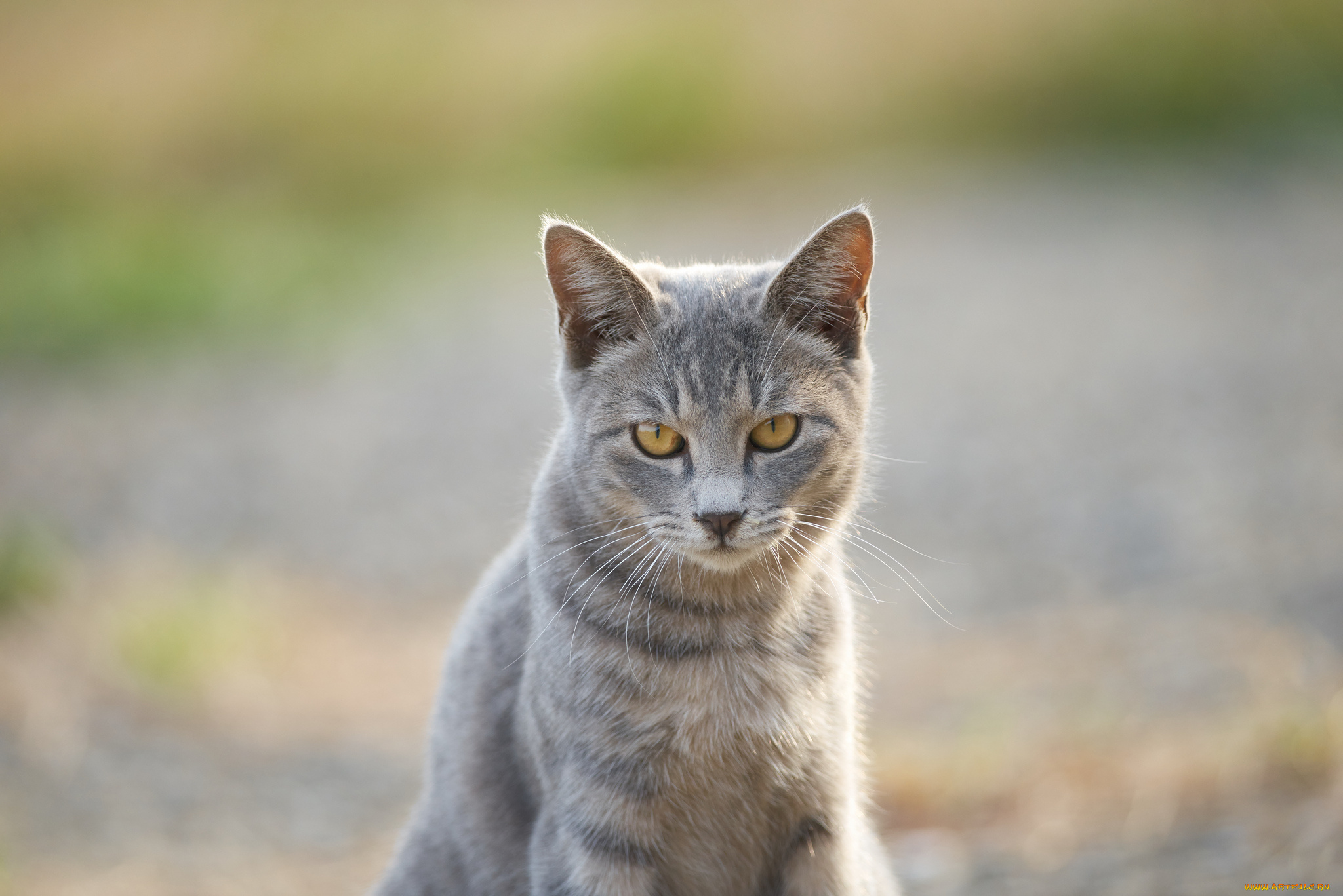 животные, коты, взгляд, кошка, коте, кот, киса