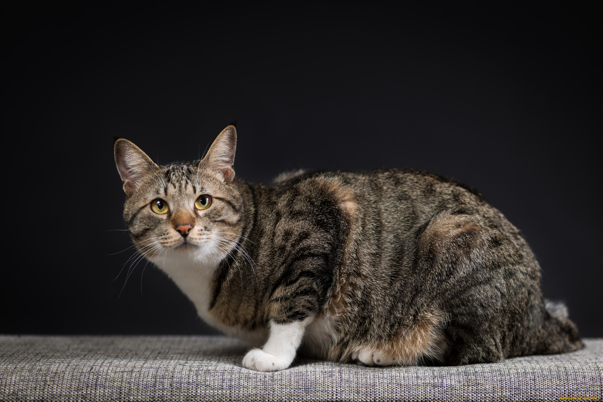 животные, коты, взгляд, коте, кошка, киса, кот