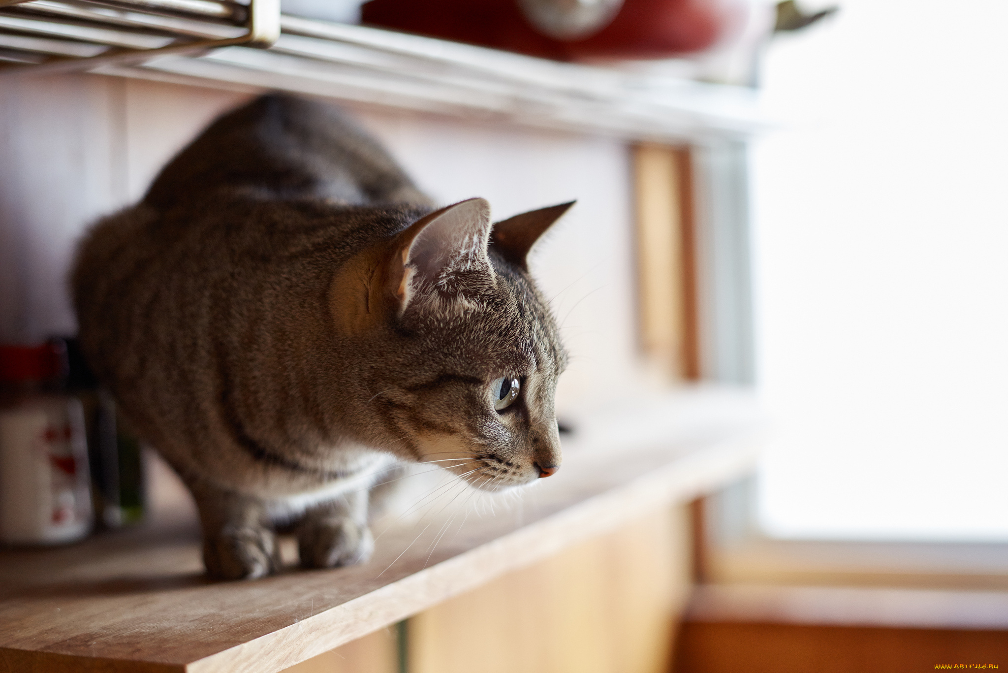 животные, коты, взгляд, коте, кошка, кот, киса