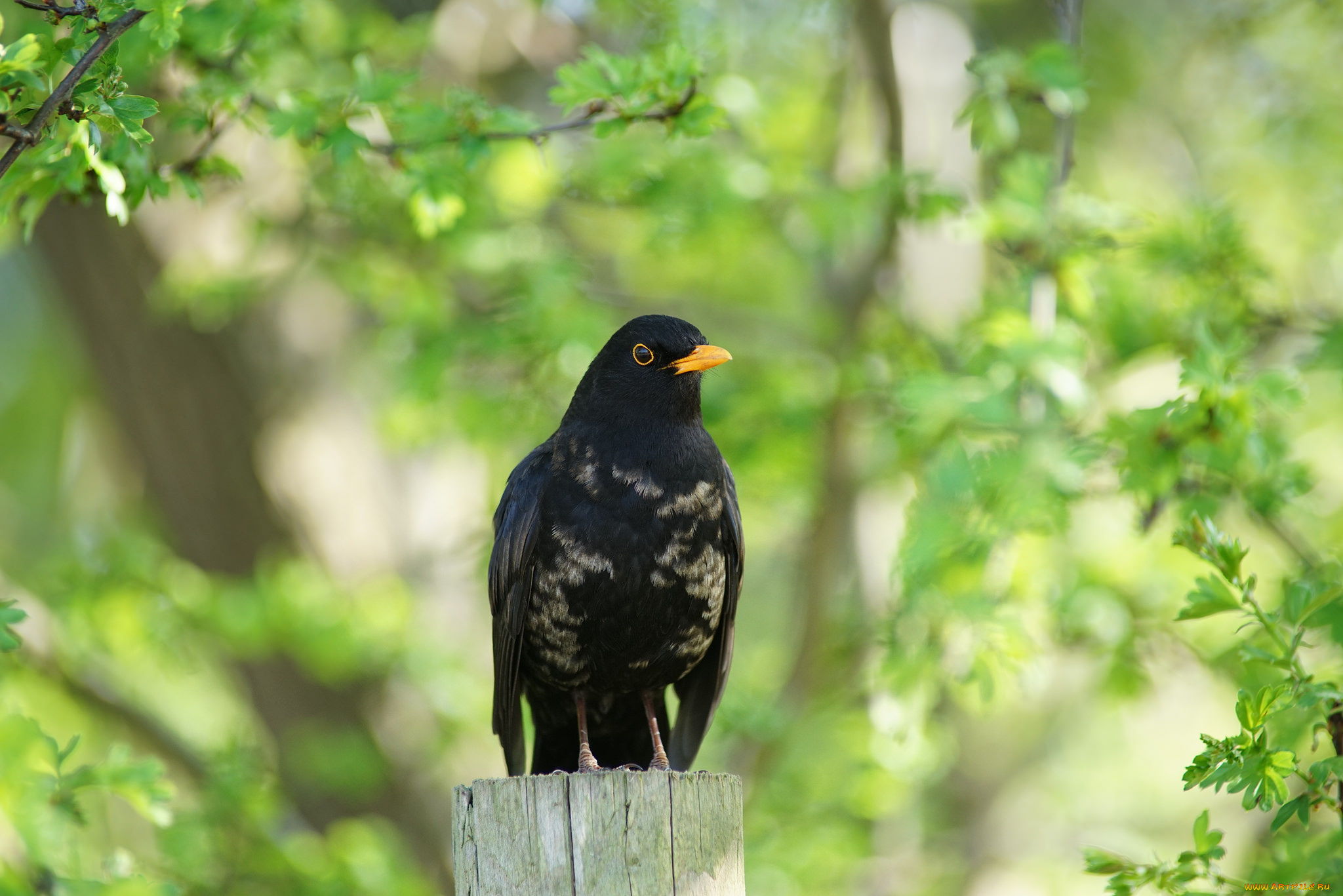 животные, птицы, зелёный, фон, птица