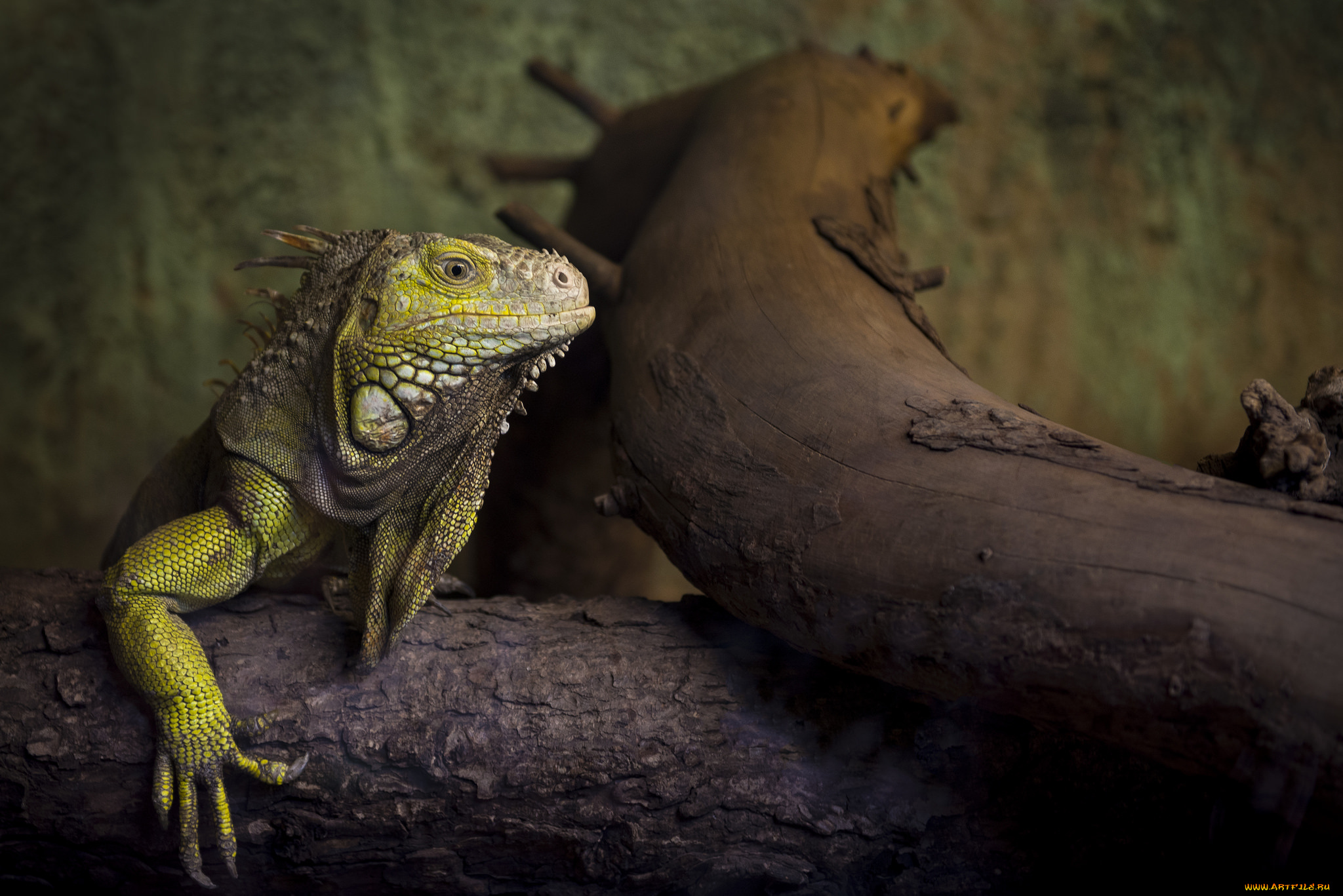 животные, Ящерицы, , игуаны, , вараны, игуана